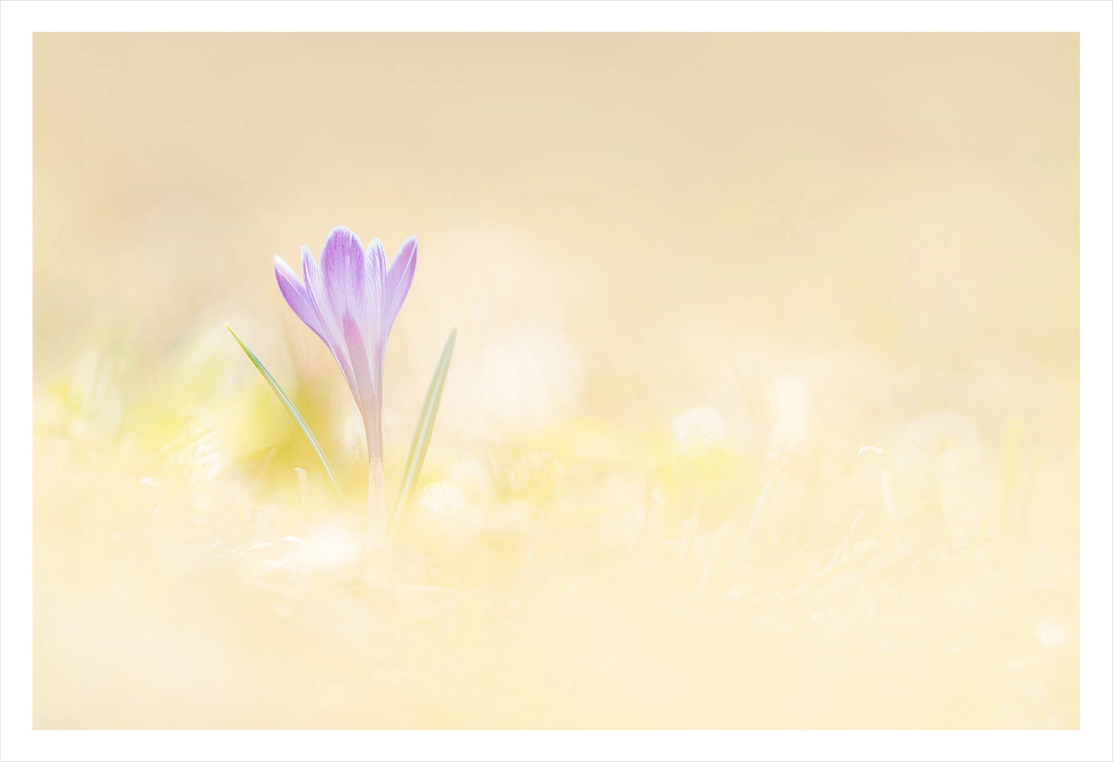 Crocus (2)