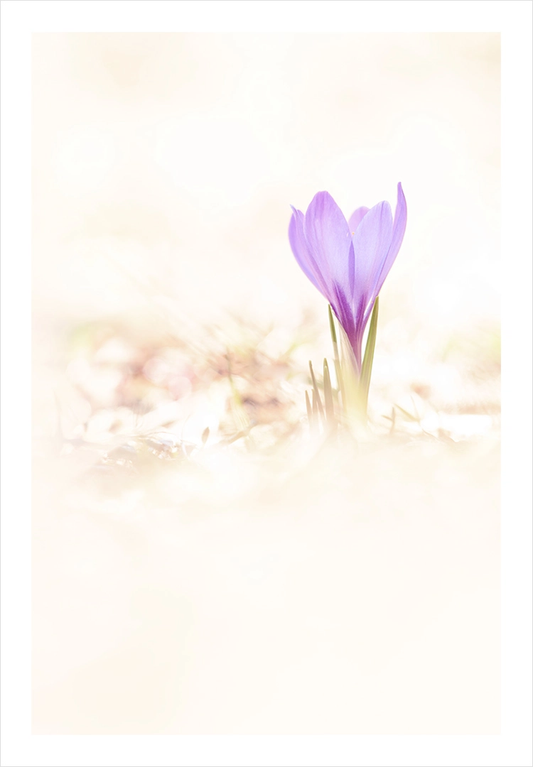 Crocus