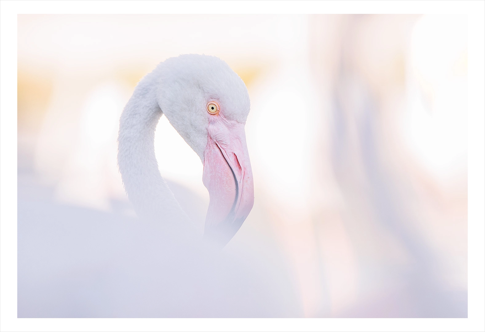 Flamant rose