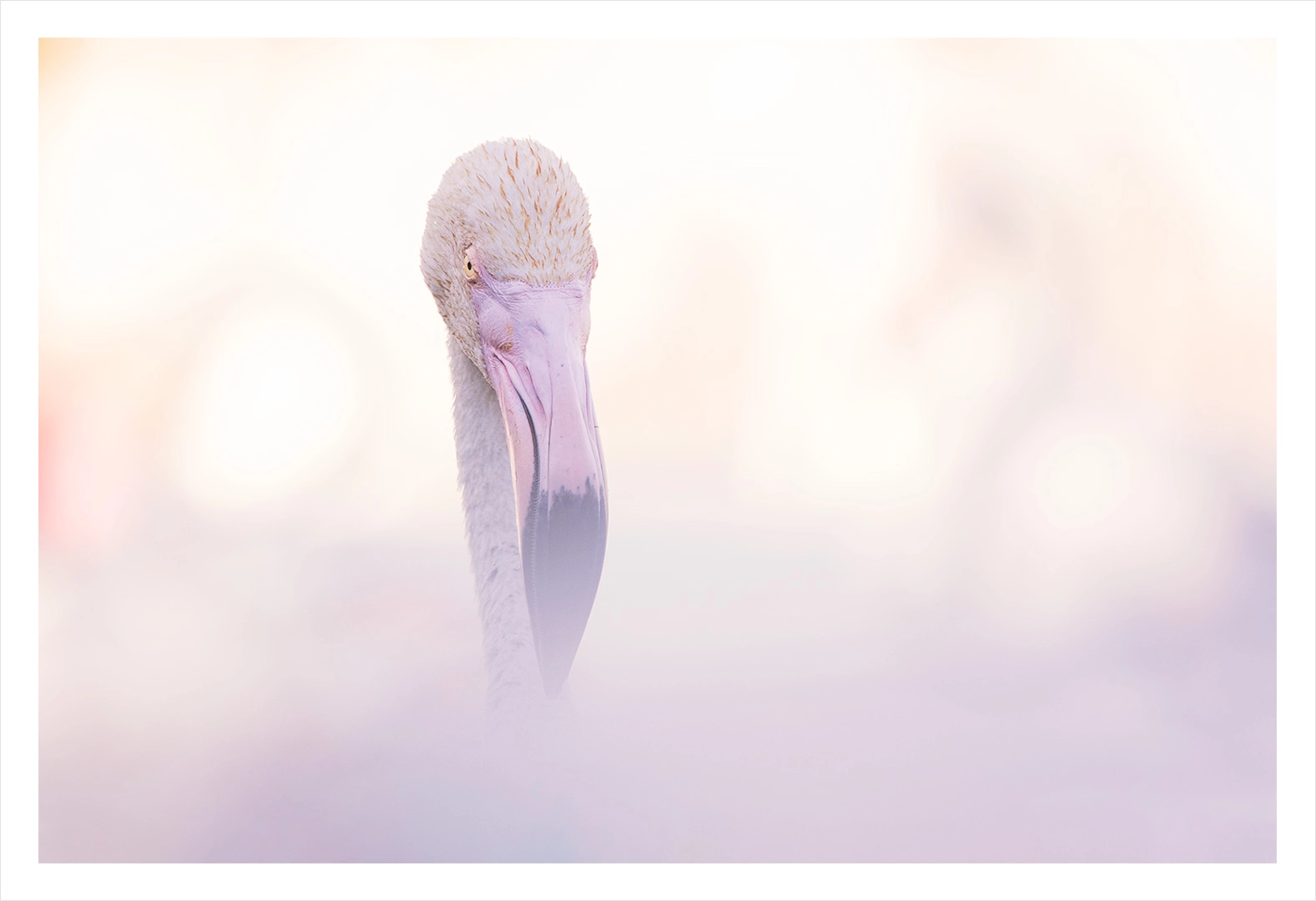 Flamant rose 2