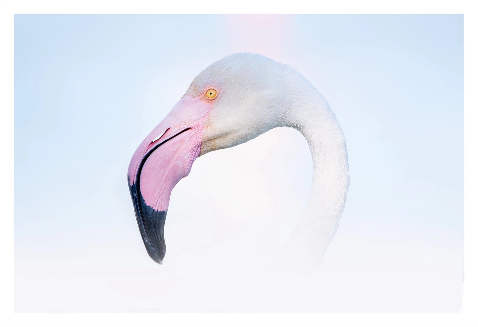 Flamant rose 3