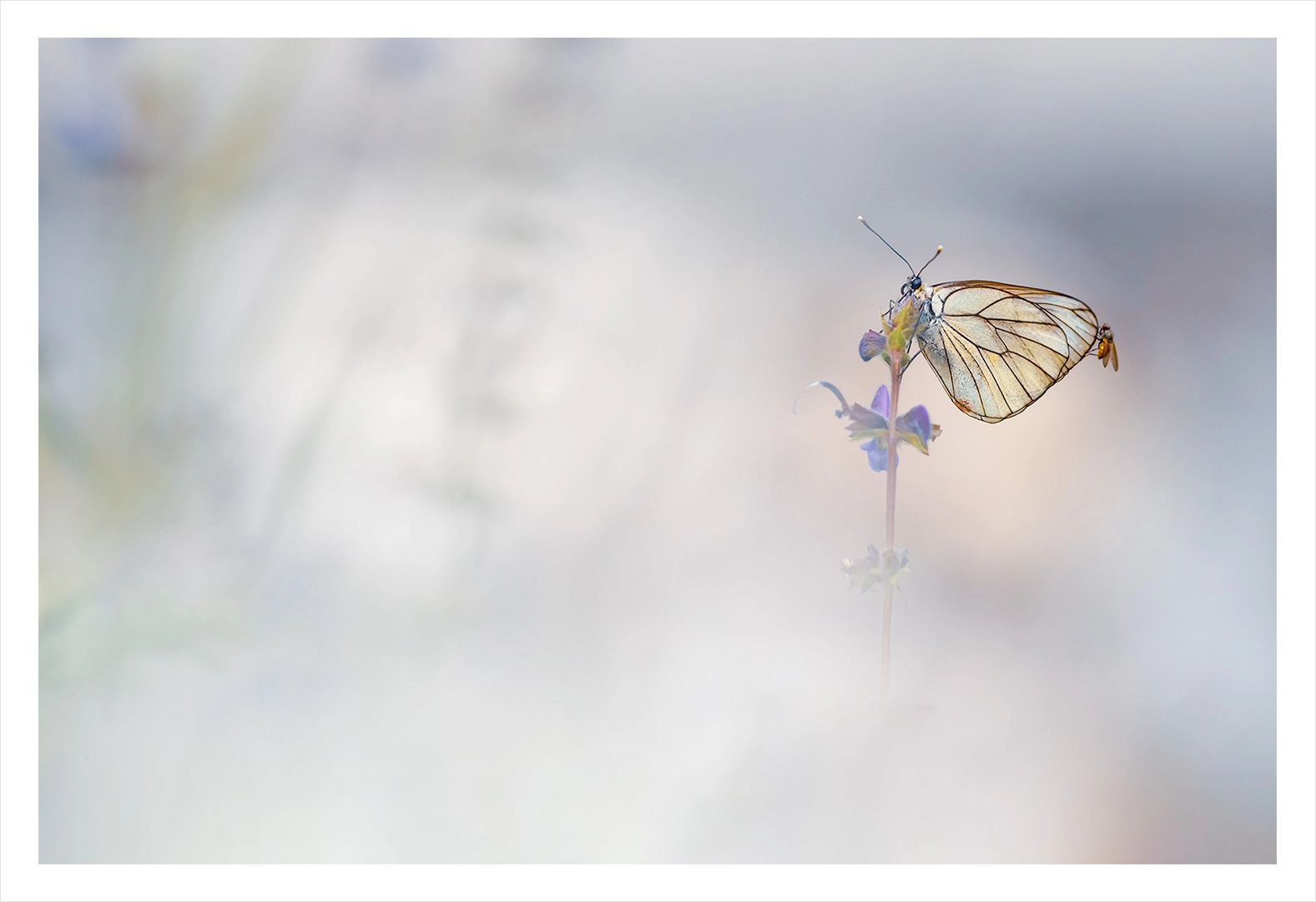 Gazé et mouche