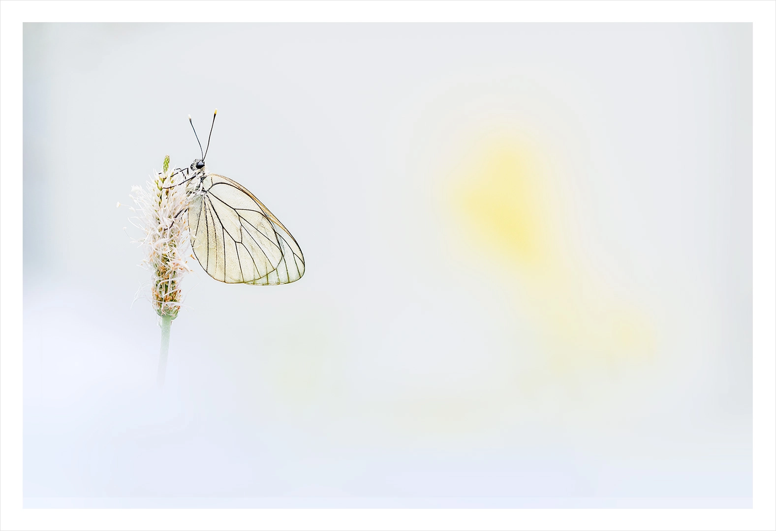 Gazé fond blanc