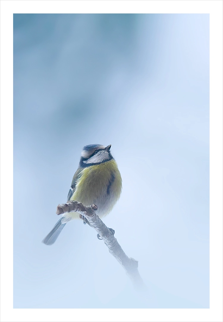 Mésange bleue