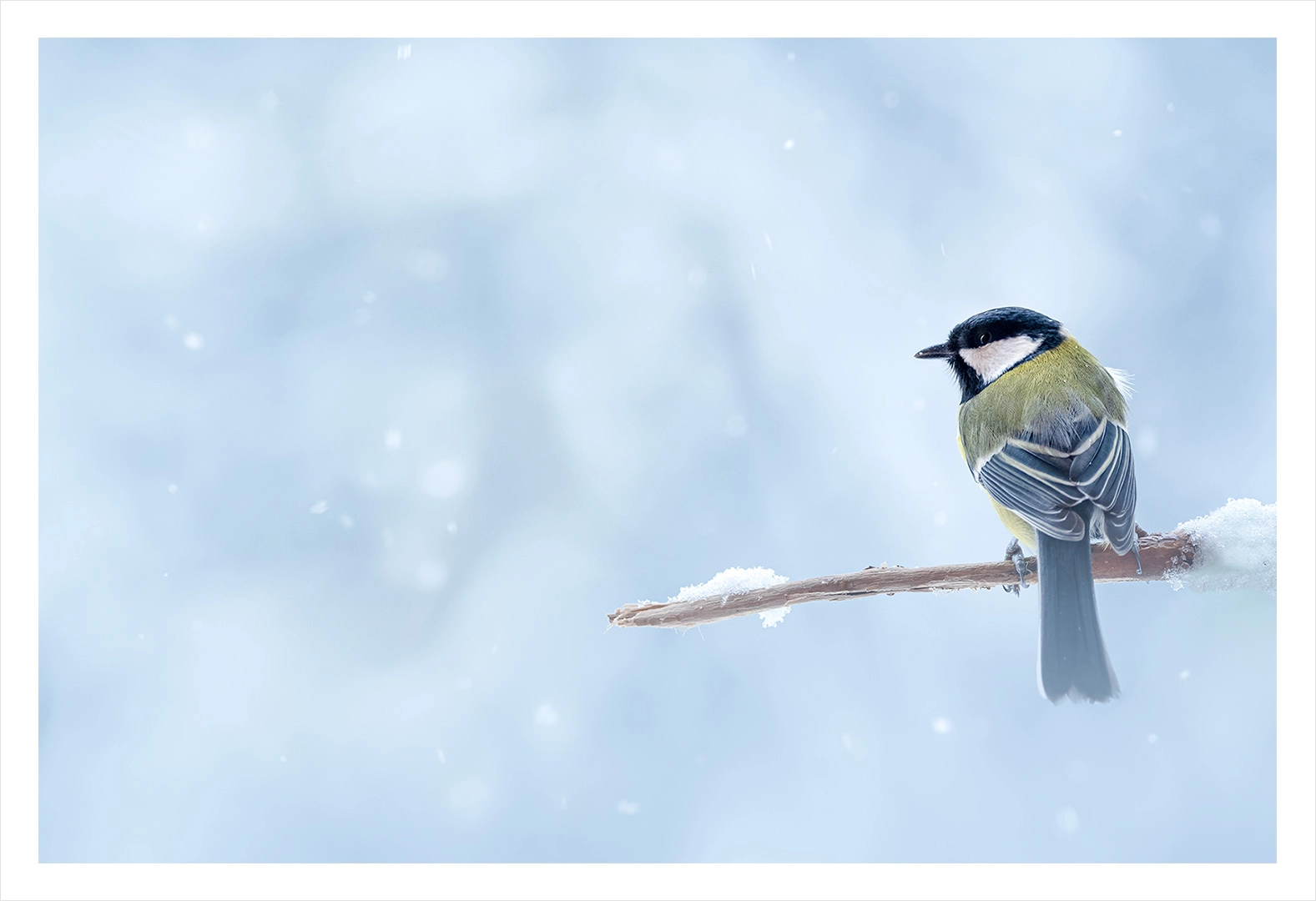 Mésange charbonnière