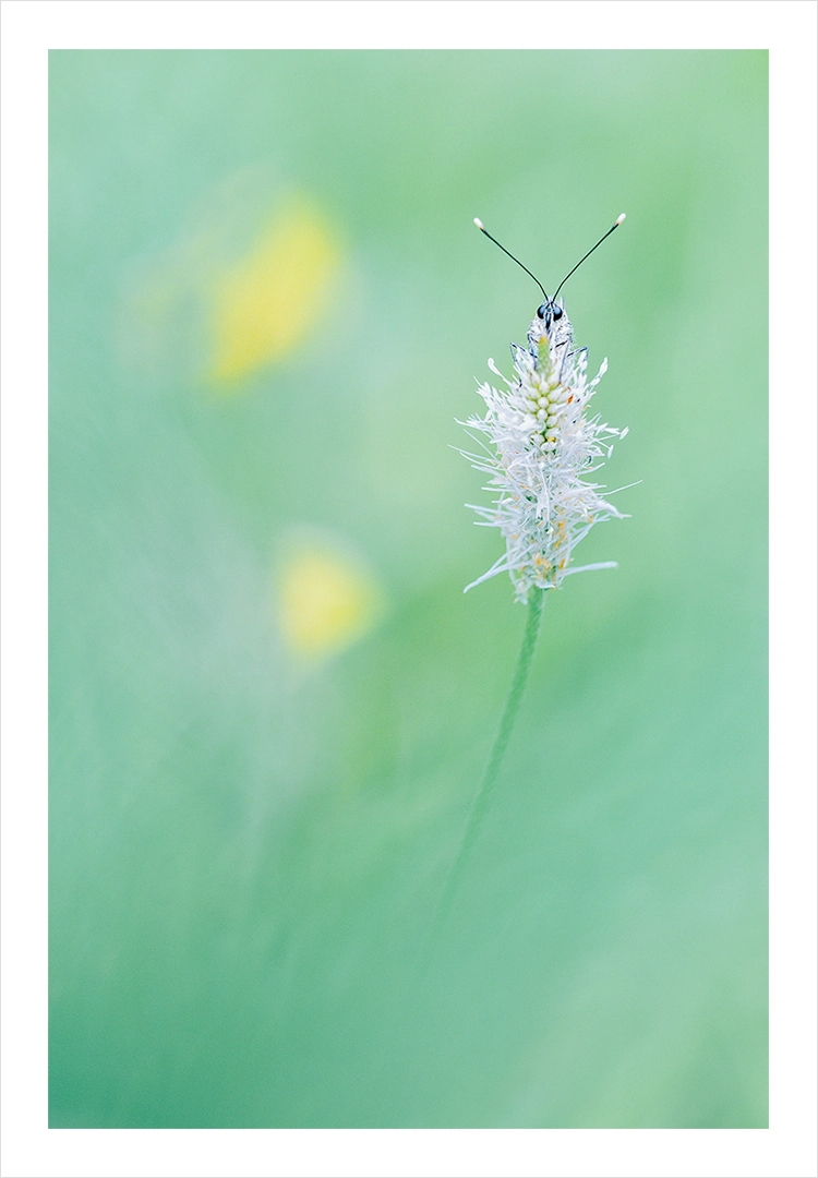 Papillon de face