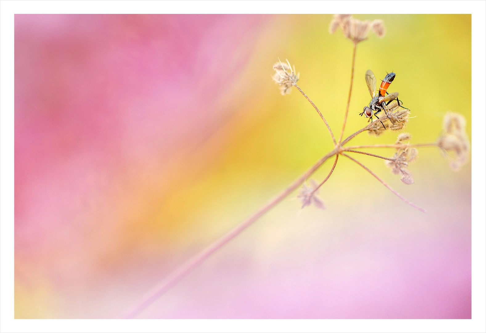 Mouche