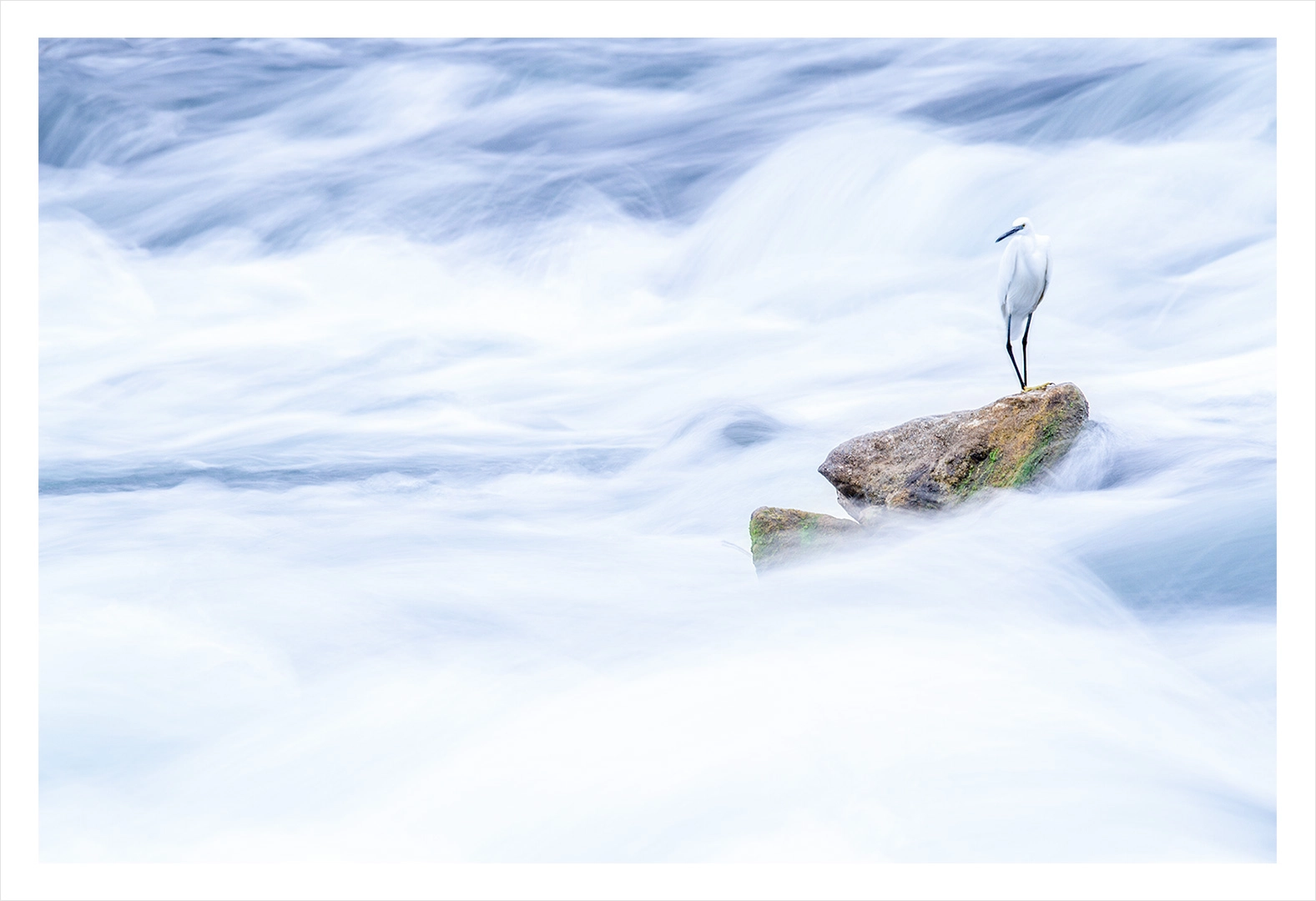 Aigrette garzette