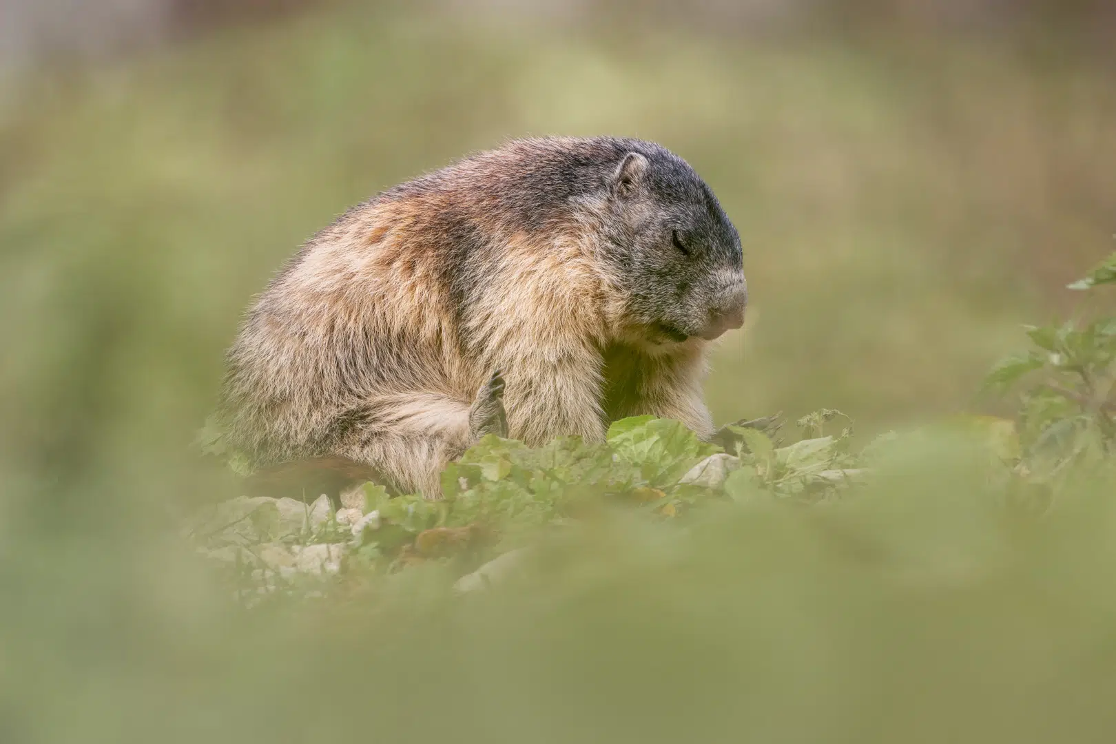 Marmotte qui dort