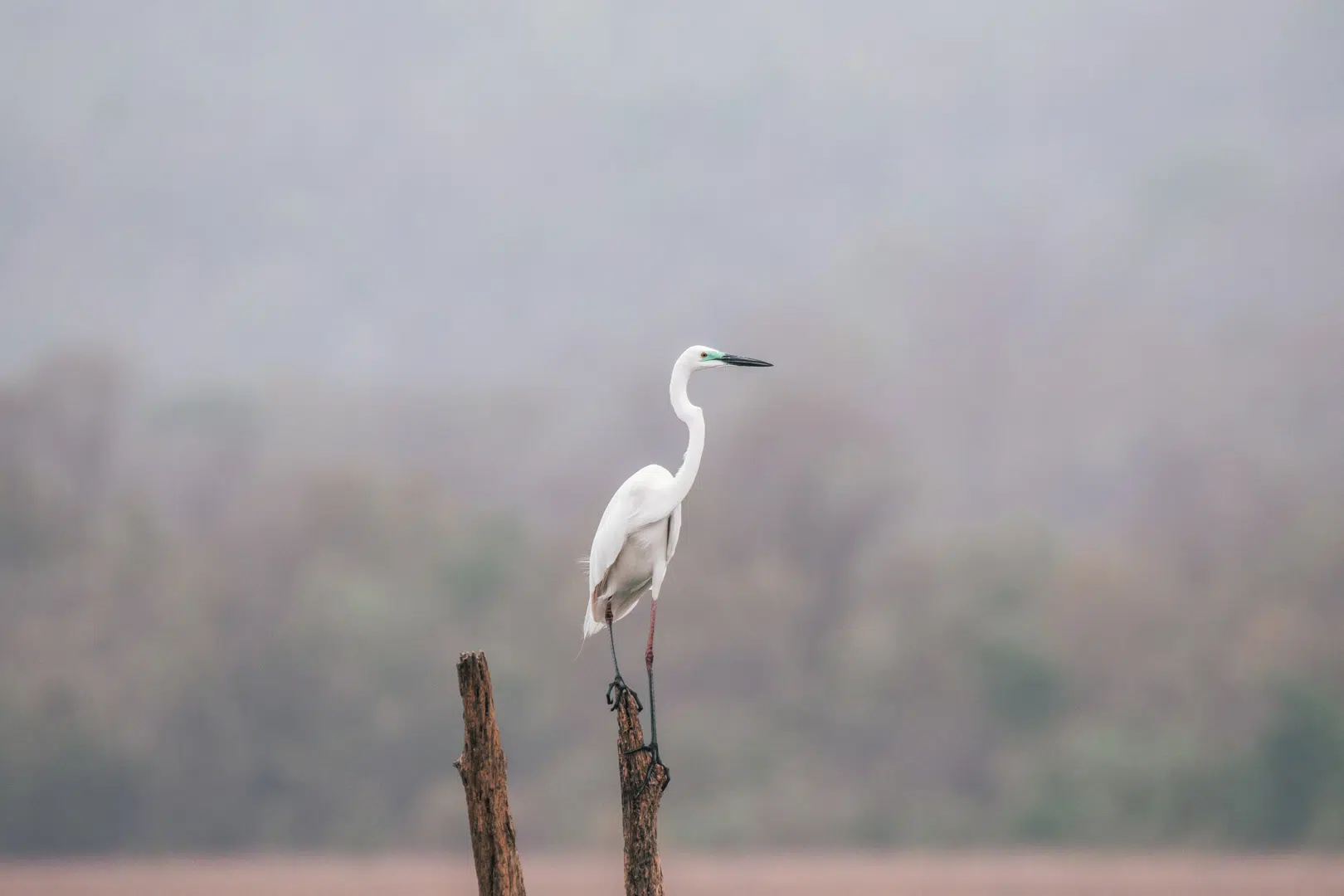 Egret (2)