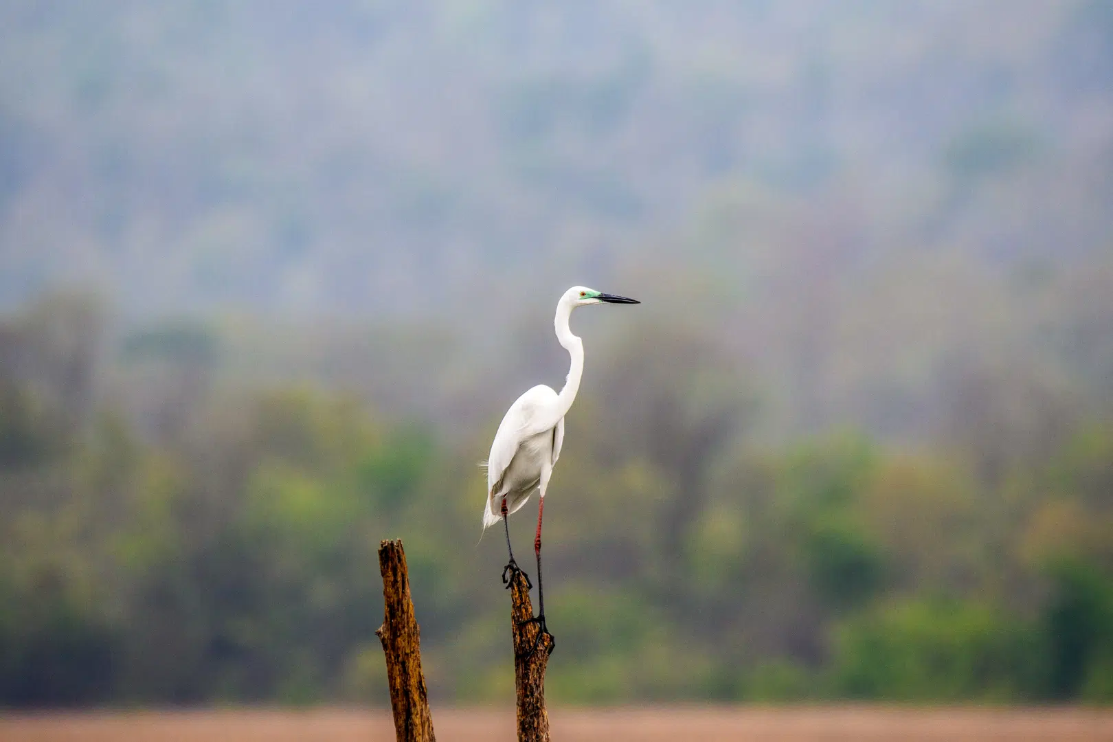 Egret (2)
