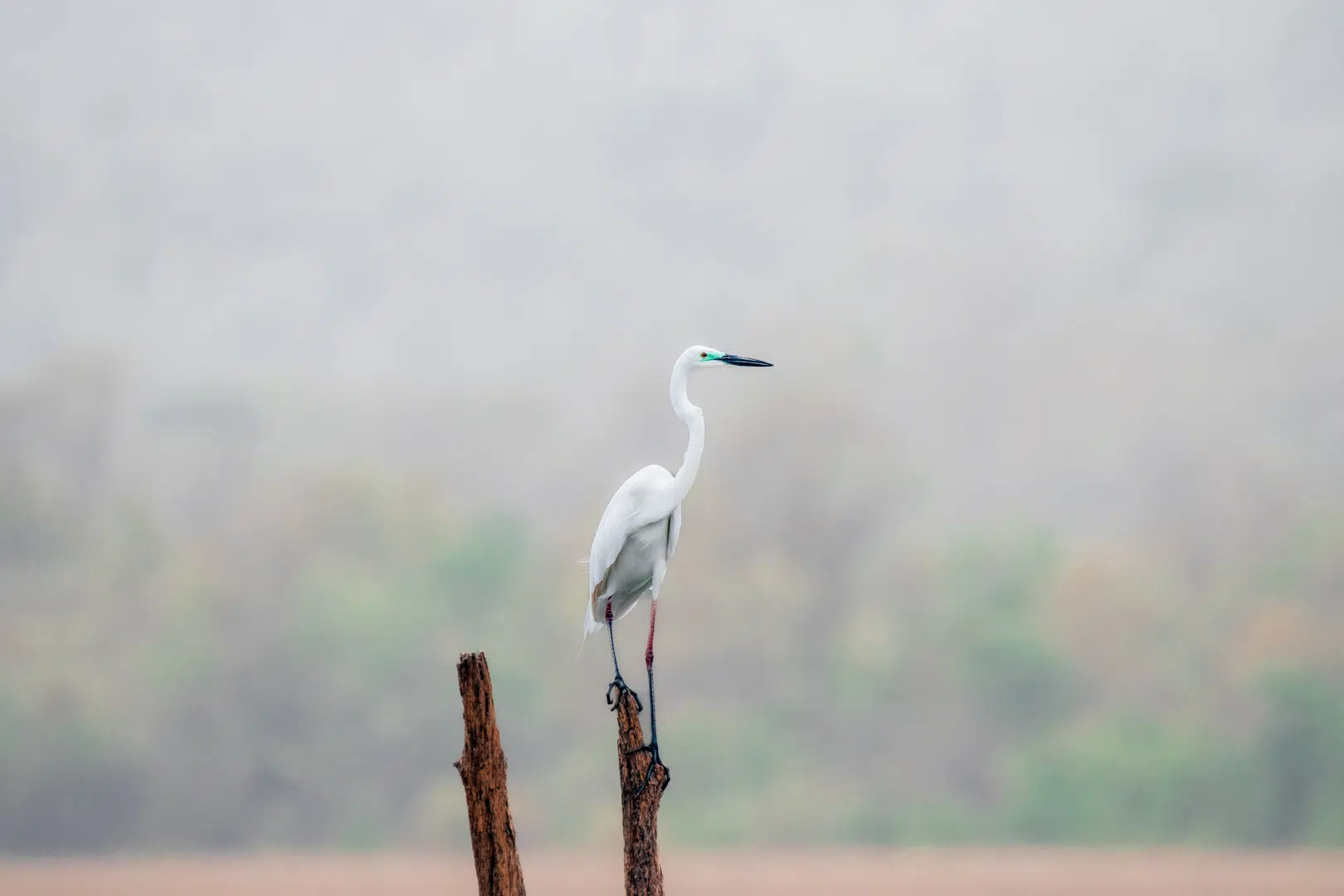 Egret (2)