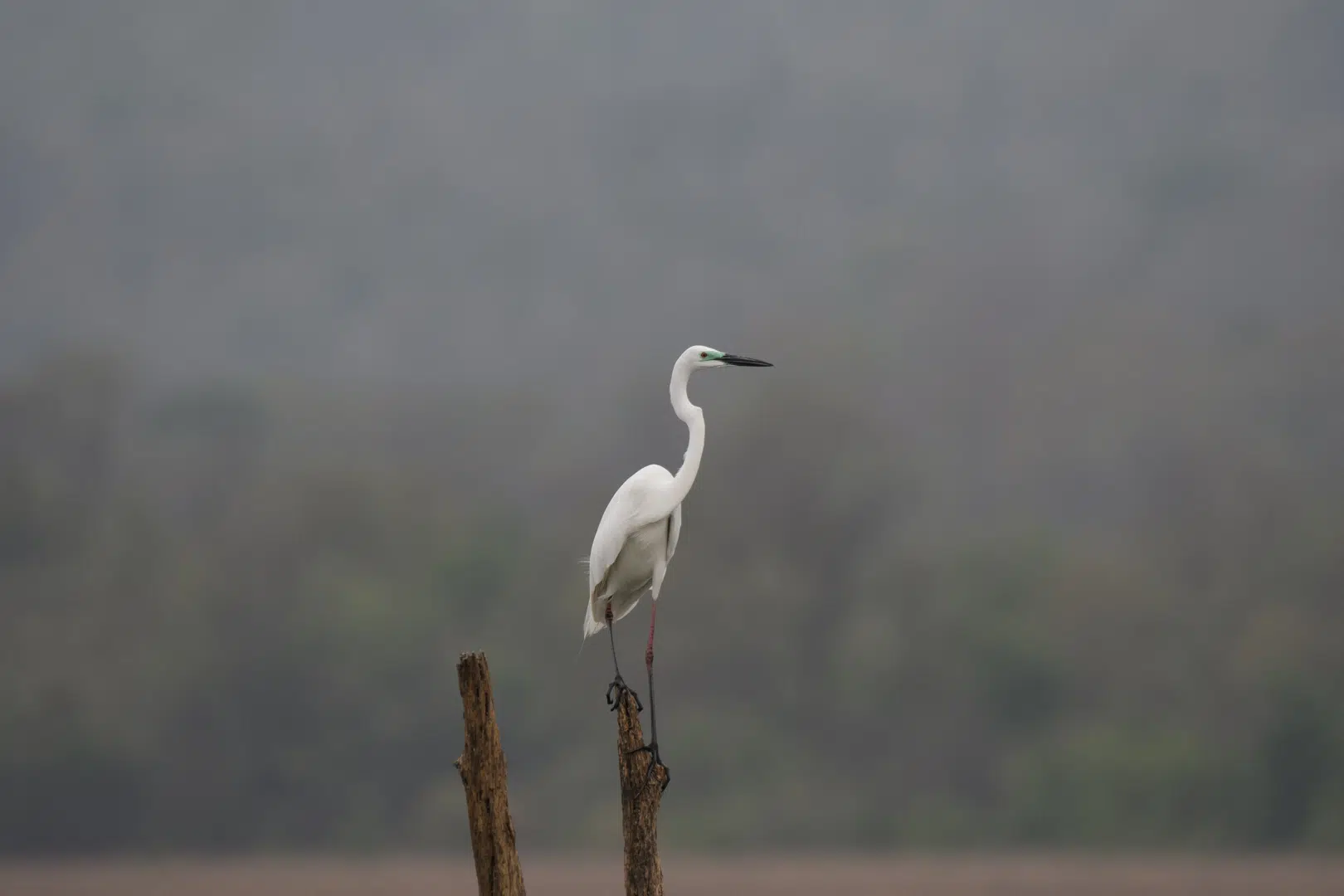 Egret (2)