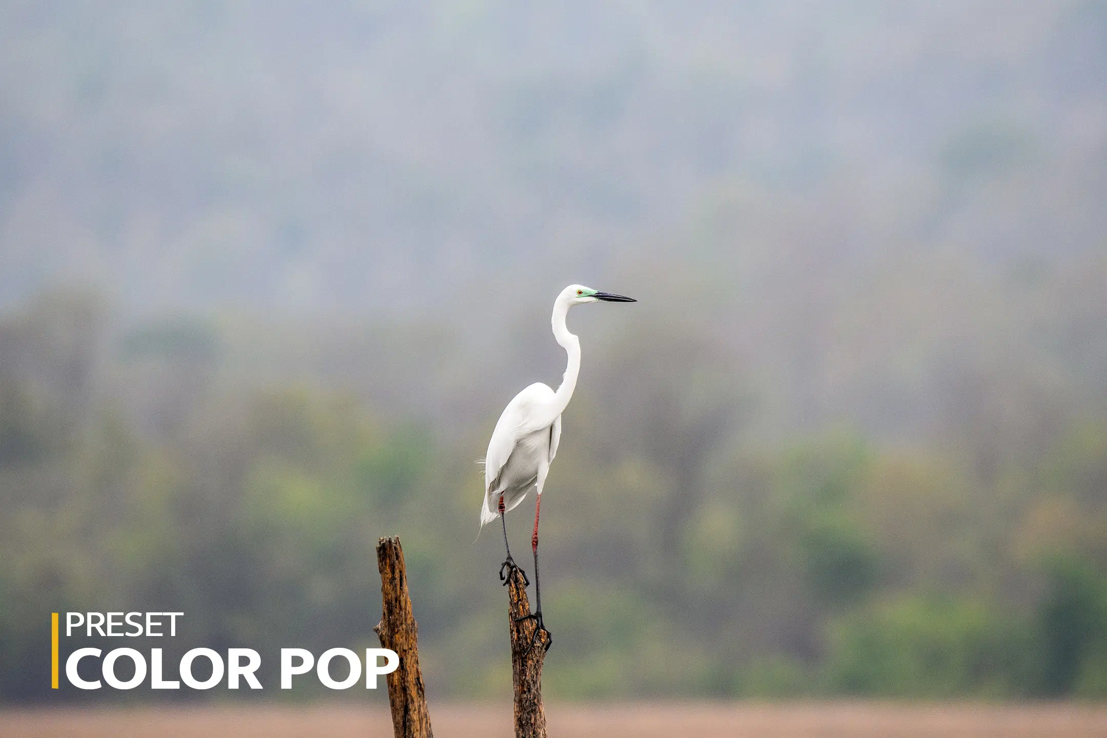 Preset-Color-pop