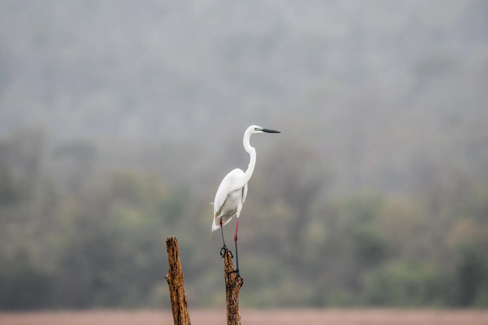 Vulcano aigrette Vulcano aigrette