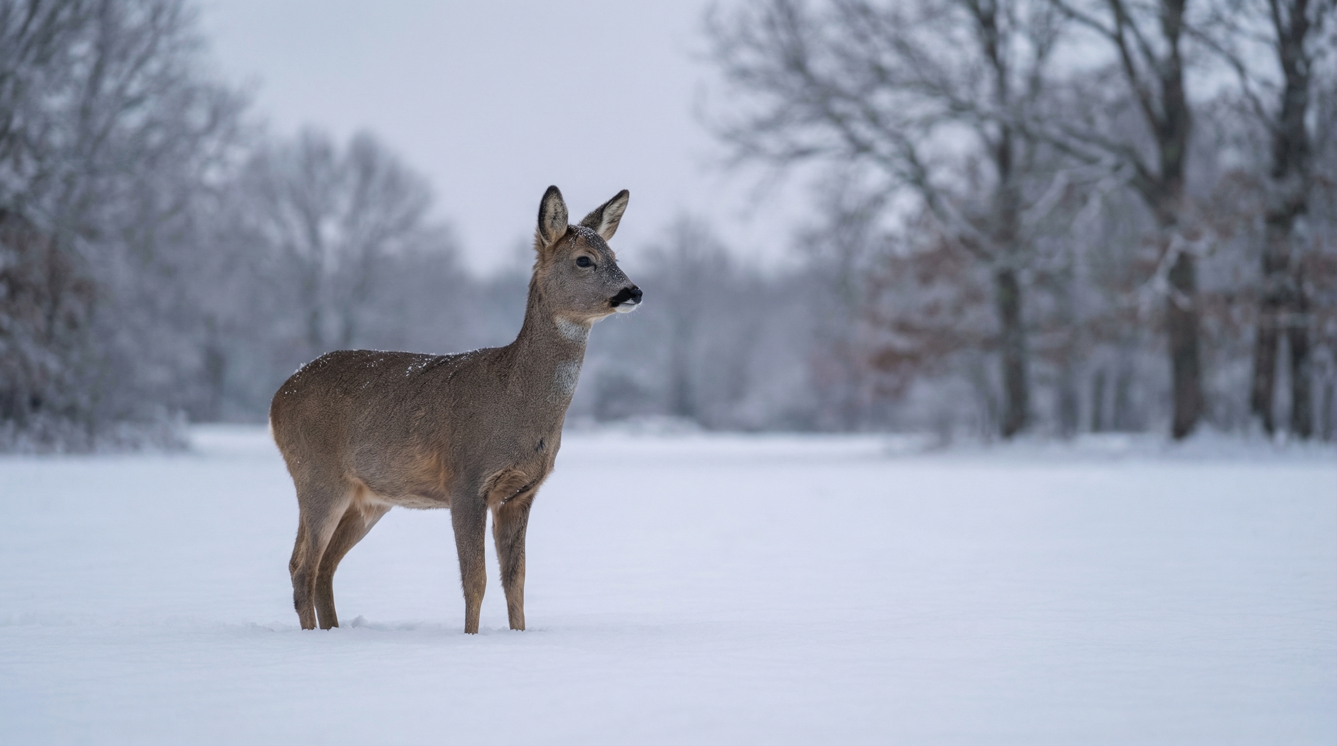 Balance des blancs : comment bien la régler photographie 14 Comparaison de la balance des blancs en photo de neige avec un chevreuil en nature