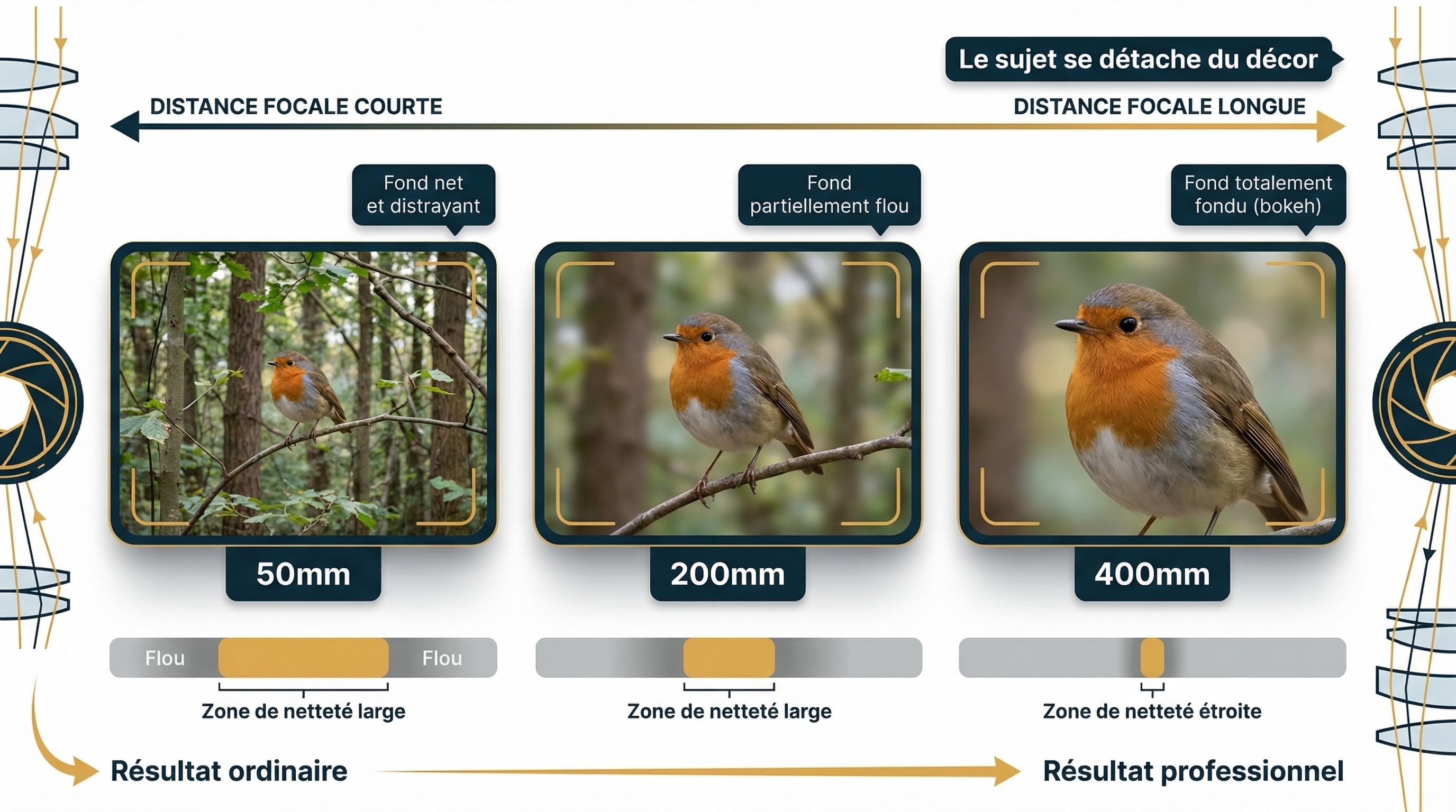 Comparaison du flou d'arrière-plan bokeh selon la distance focale en photo animalière à 50mm, 200mm et 400mm