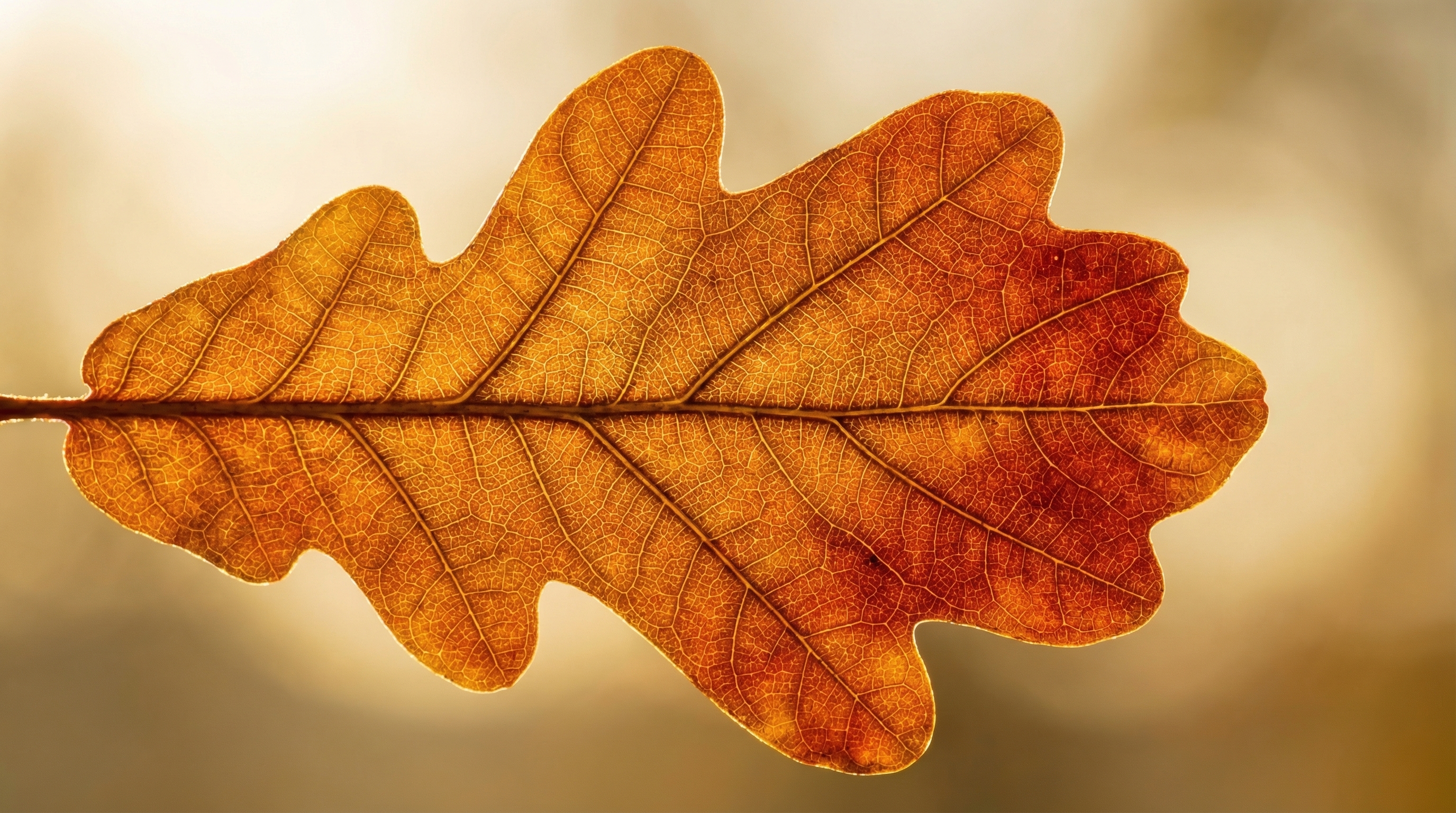 Photographie contre-jour feuille de chêne translucide éclairée par le soleil