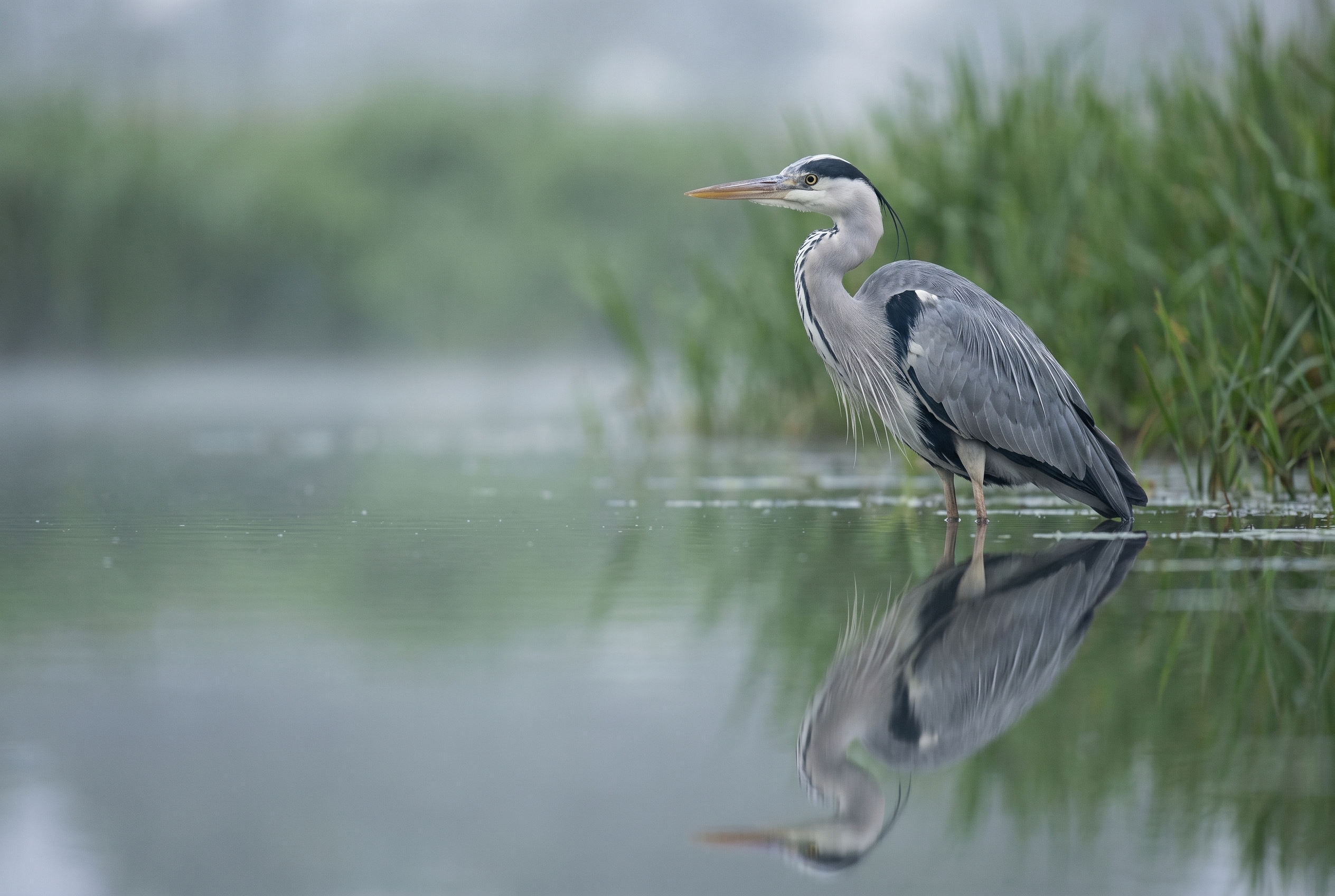 Héron cendré au bord d'une rivière montrant la supériorité du piqué et du bokeh d'un appareil photo professionnel face à un smartphone.
