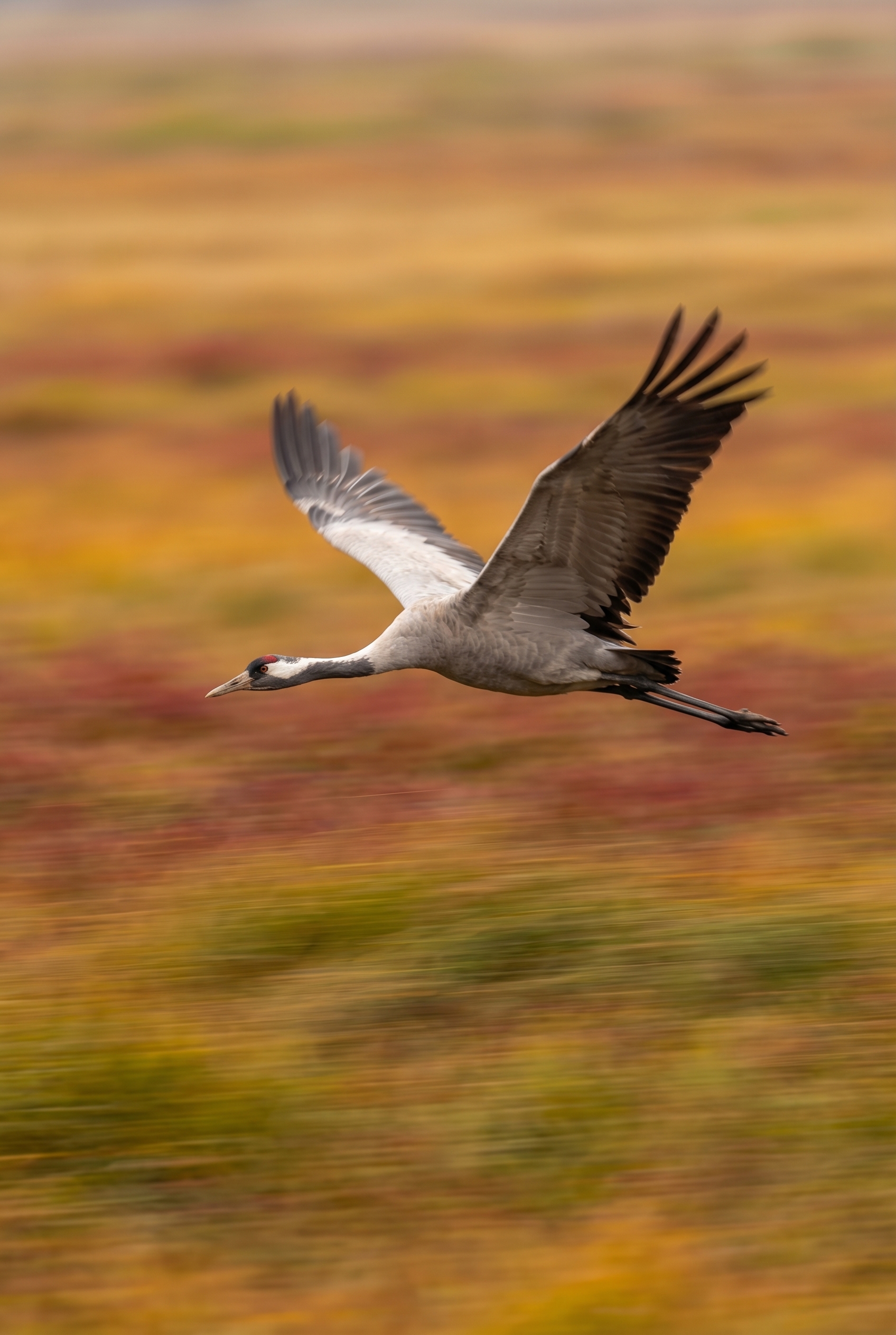 Photographie d'une grue cendrée en plein vol avec la technique du filé de mouvement pour apprendre la photo et maîtriser la vitesse d'obturation.