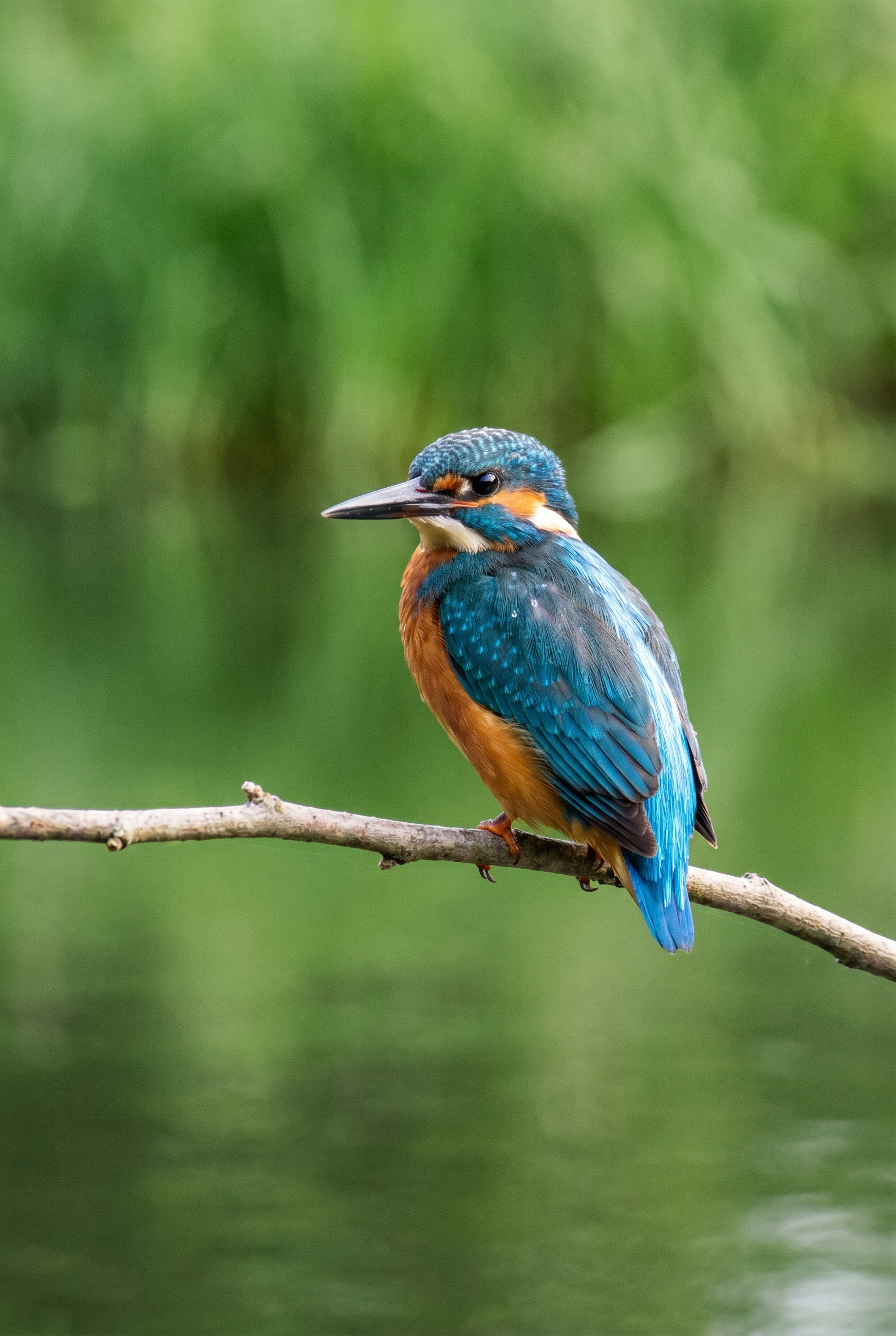 Photographie d'un Martin-pêcheur d'Europe réalisée avec un Canon EOS R5, illustrant la qualité du matériel professionnel disponible chez Digit-Photo.