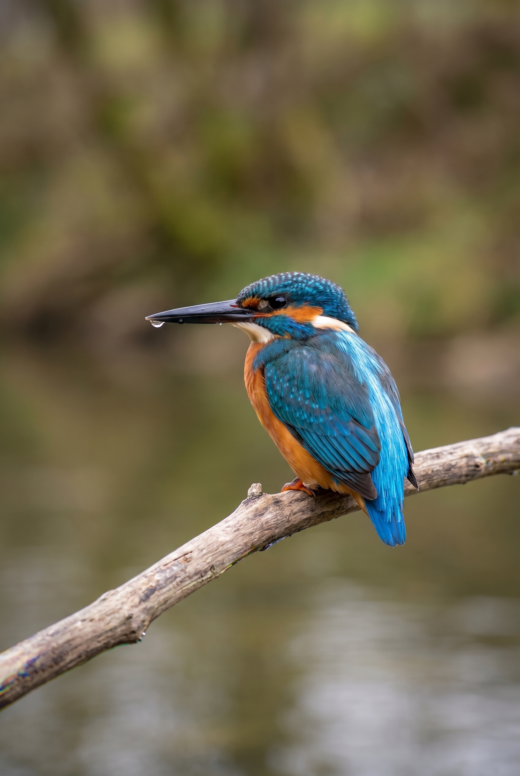 Photographie d'un Martin-pêcheur d'Europe aux détails nets, illustrant la performance du matériel conseillé dans notre avis sur Miss Numérique.