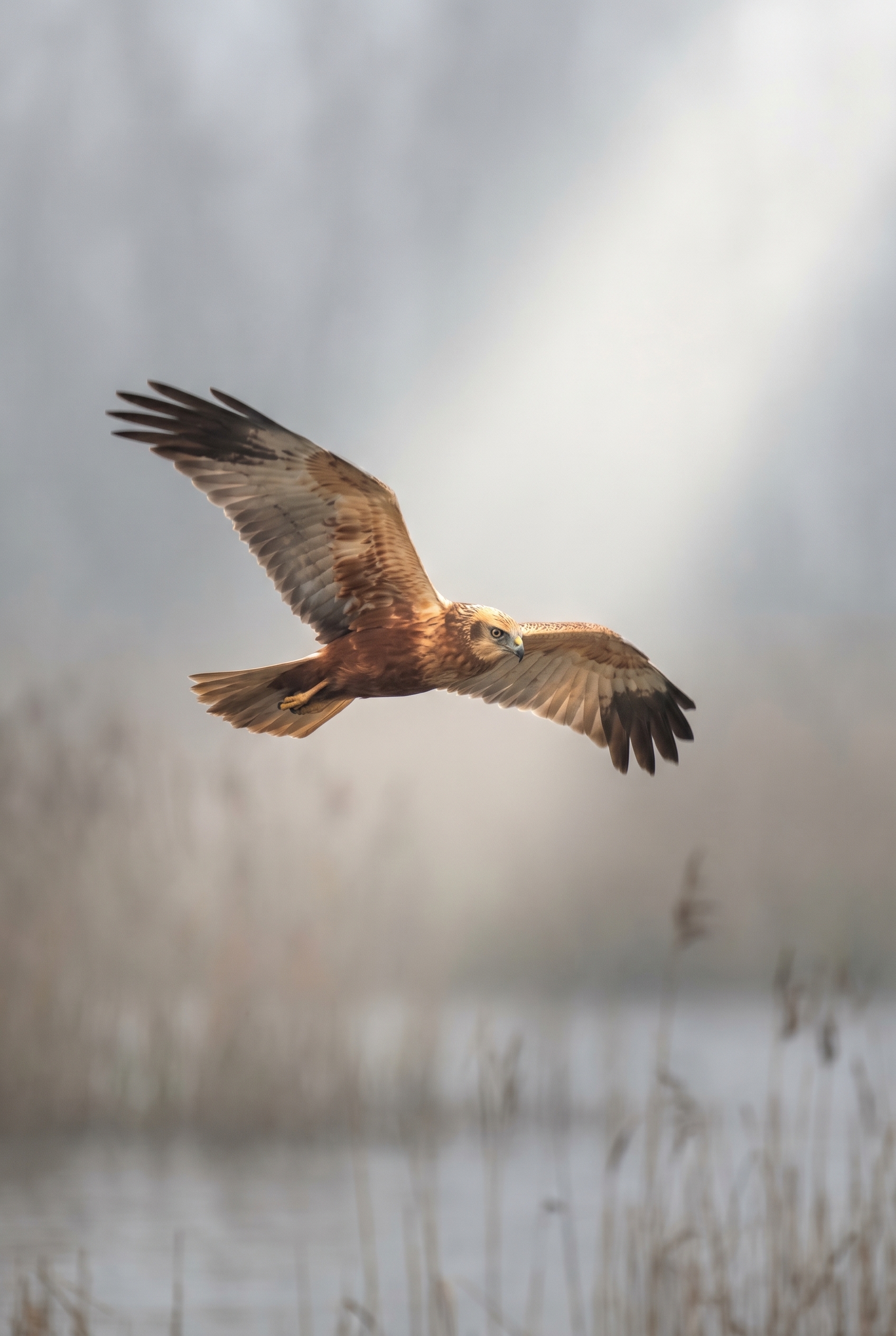 Photographie animalière d'un busard des roseaux mâle en plein vol dans la brume matinale, illustration de la maîtrise technique requise en BTS photographie.