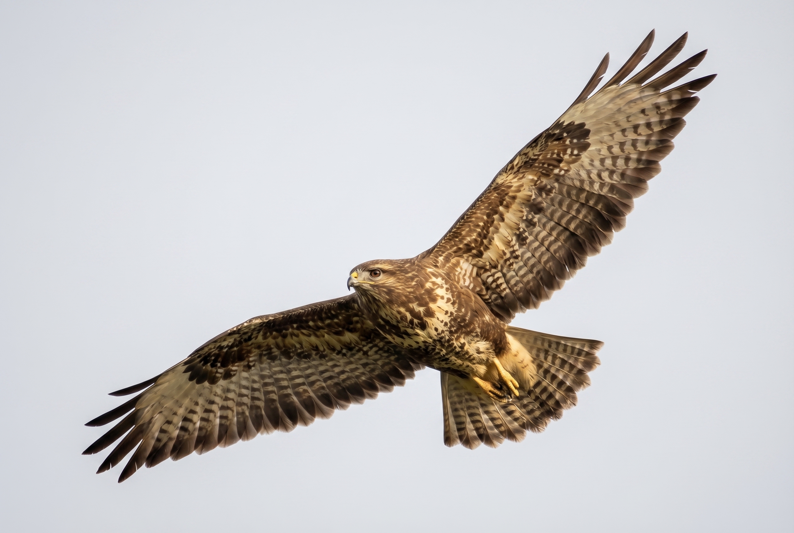 Photographie d'une buse variable aux ailes déployées figée en plein vol pour illustrer l'importance de la vitesse dans le triangle d'exposition.