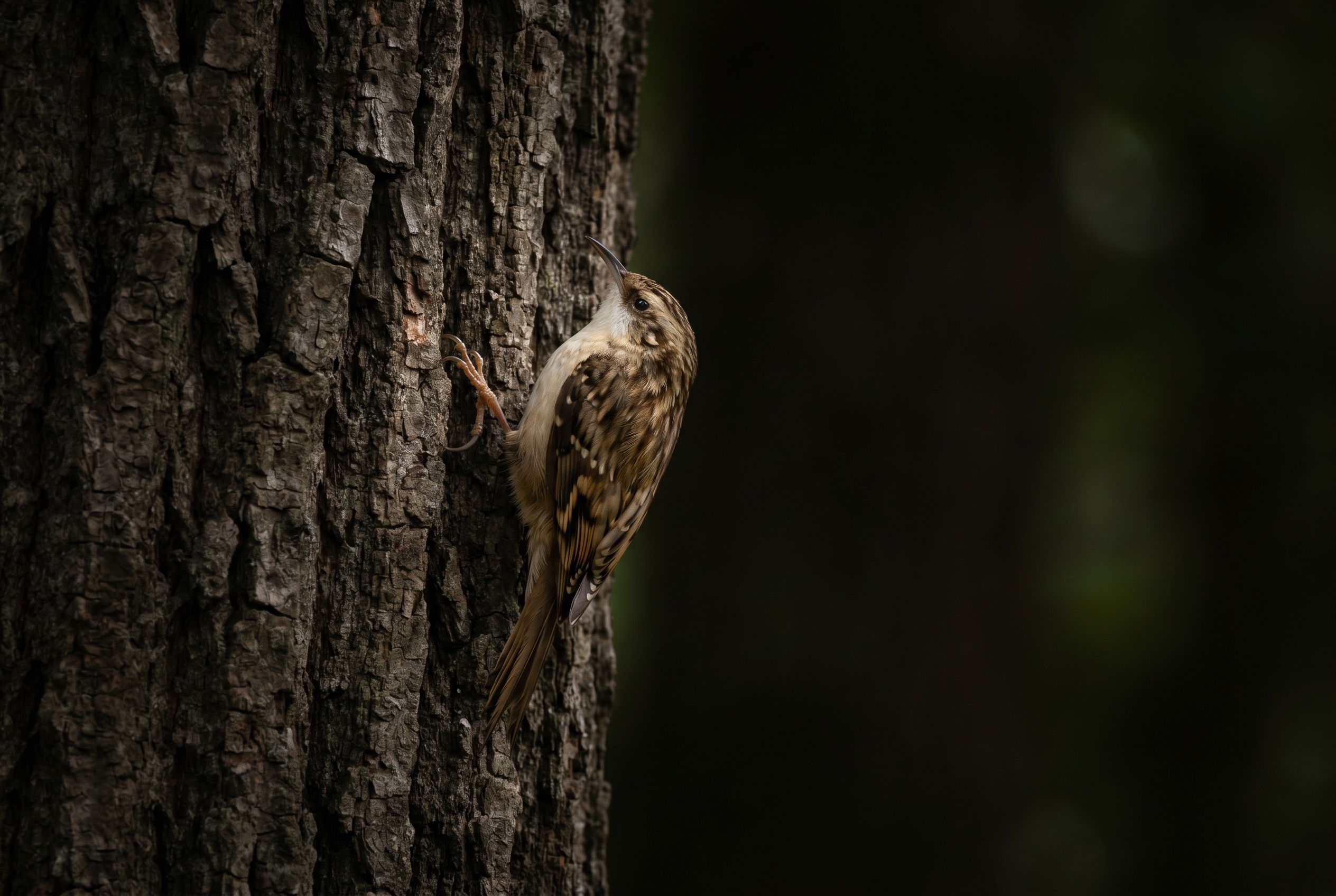 Grimpereau des bois grimpant sur l'écorce d'un chêne, photographie animalière réalisée avec un Canon EOS R5.