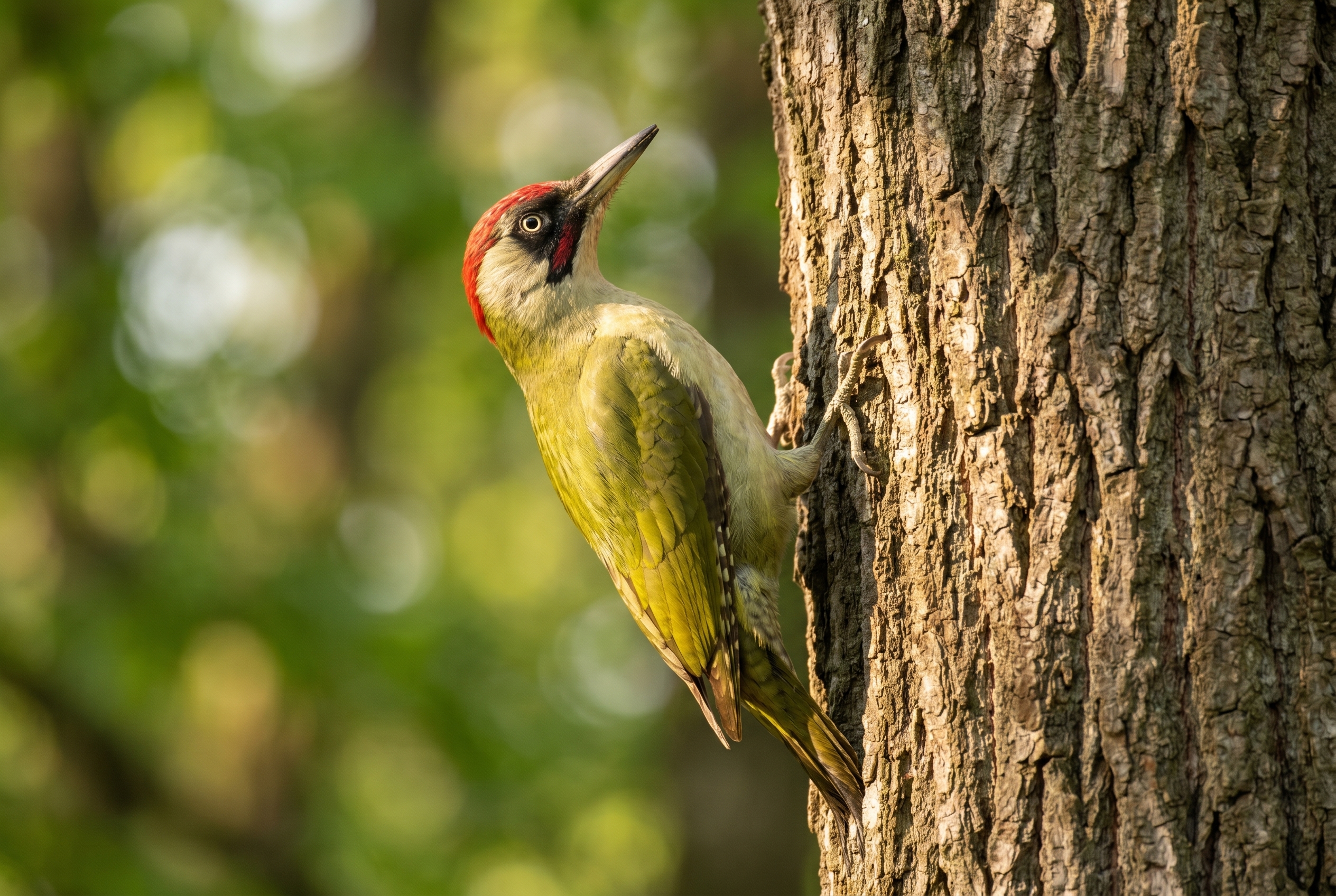Pivert sur un chêne en forêt, illustrant la précision d'un boîtier Canon pour le duel Canon ou Nikon.