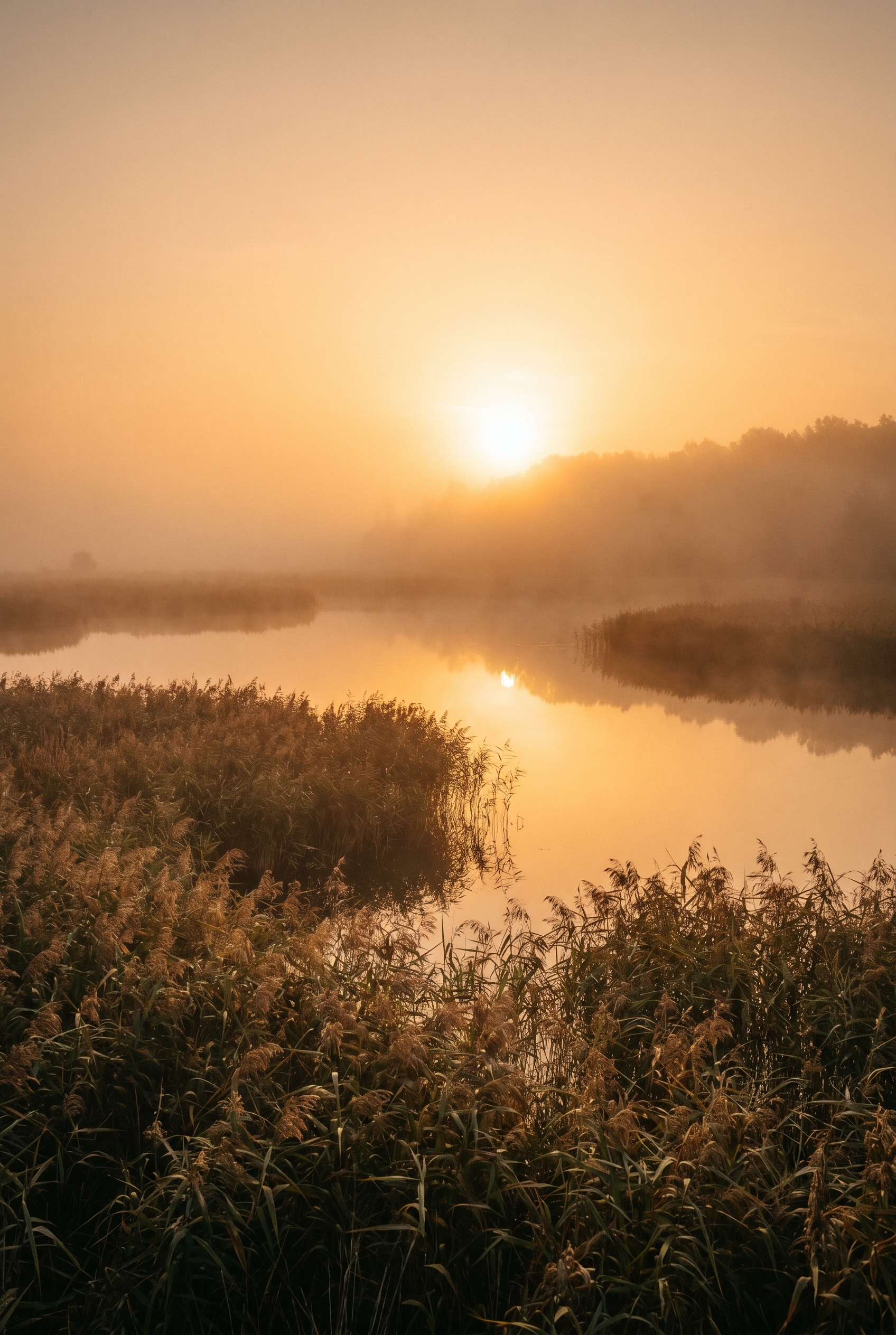 Paysage de zone humide dans la brume au lever du soleil pour illustrer combien de photos peut contenir une carte de 64 Go