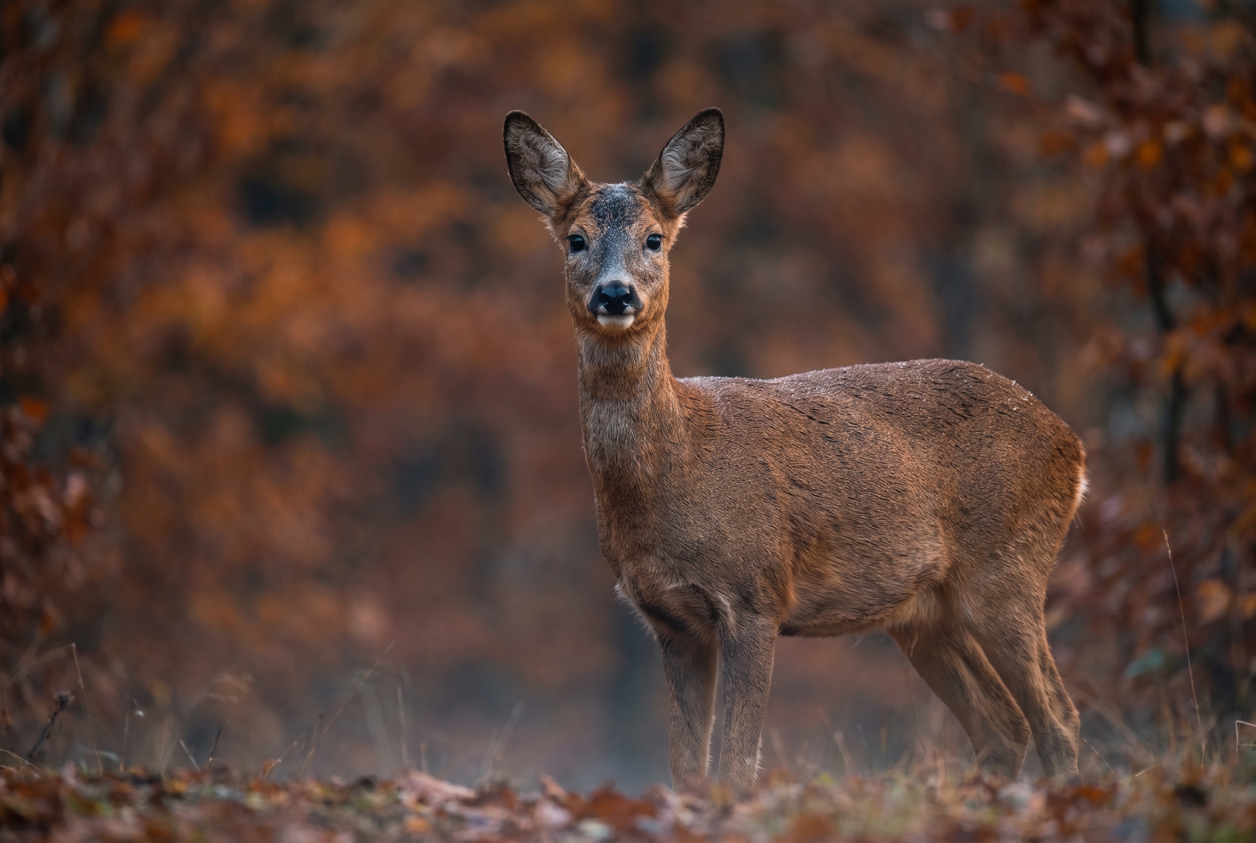 Portrait détaillé d'une chevrette dans la brume matinale, illustrant les performances d'une grande marque d'appareil photo pour la photographie animalière.
