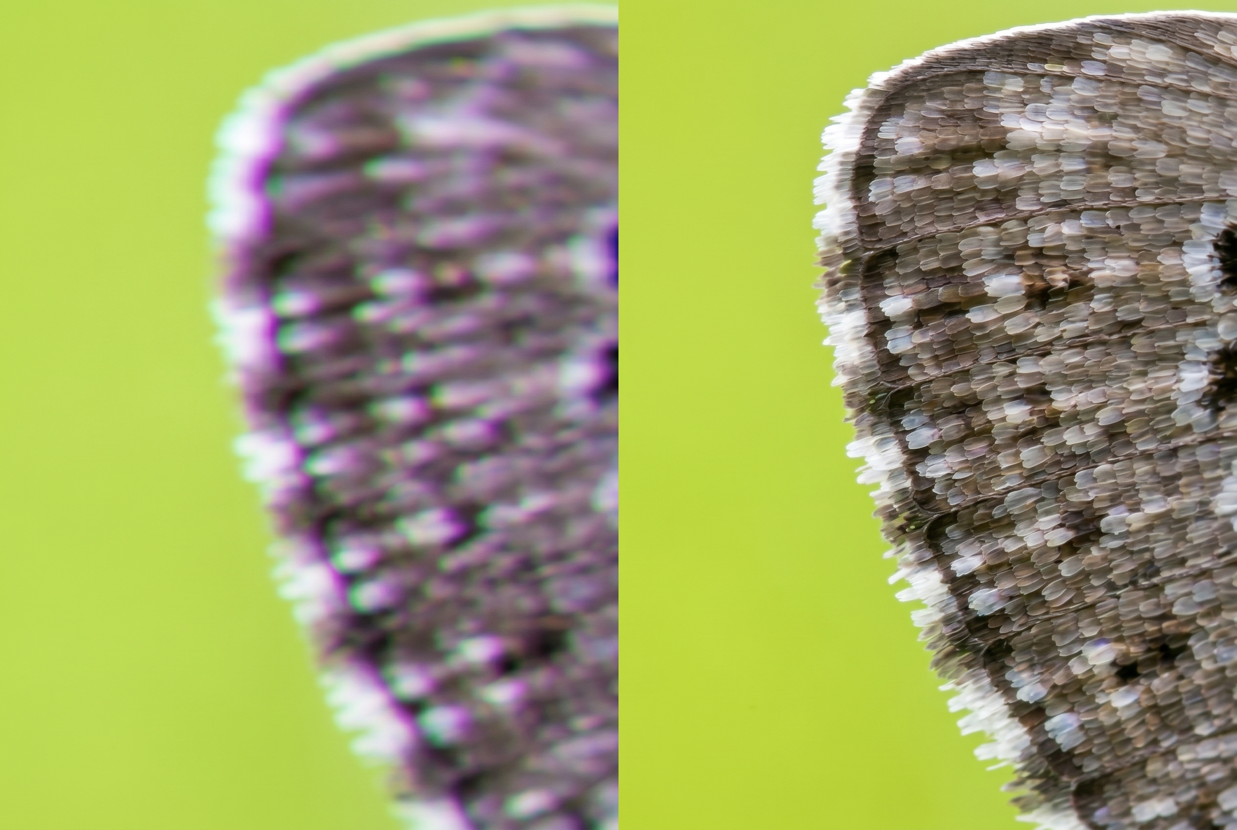 Comparaison macro d'une aile de papillon montrant les aberrations chromatiques d'une bonnette macro simple versus la netteté d'un doublet achromatique.