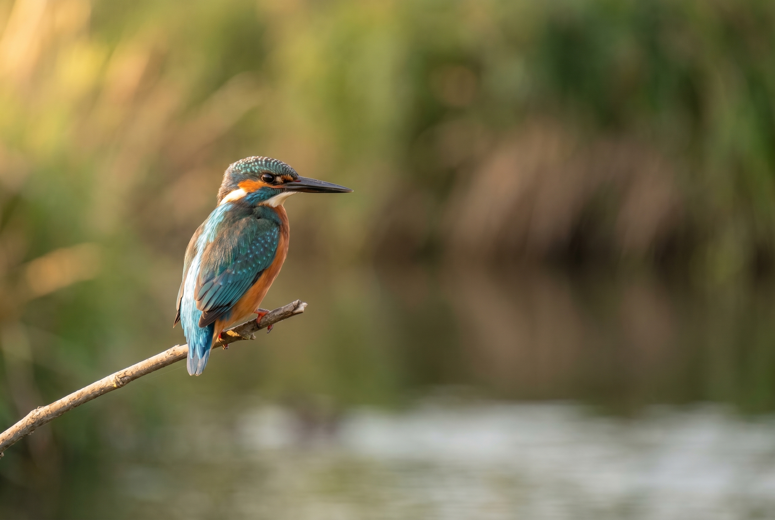 Photographie d'un martin-pêcheur d'Europe aux détails nets avec un flou d'arrière-plan professionnel, illustrant la différence entre appareil photo ou smartphone.