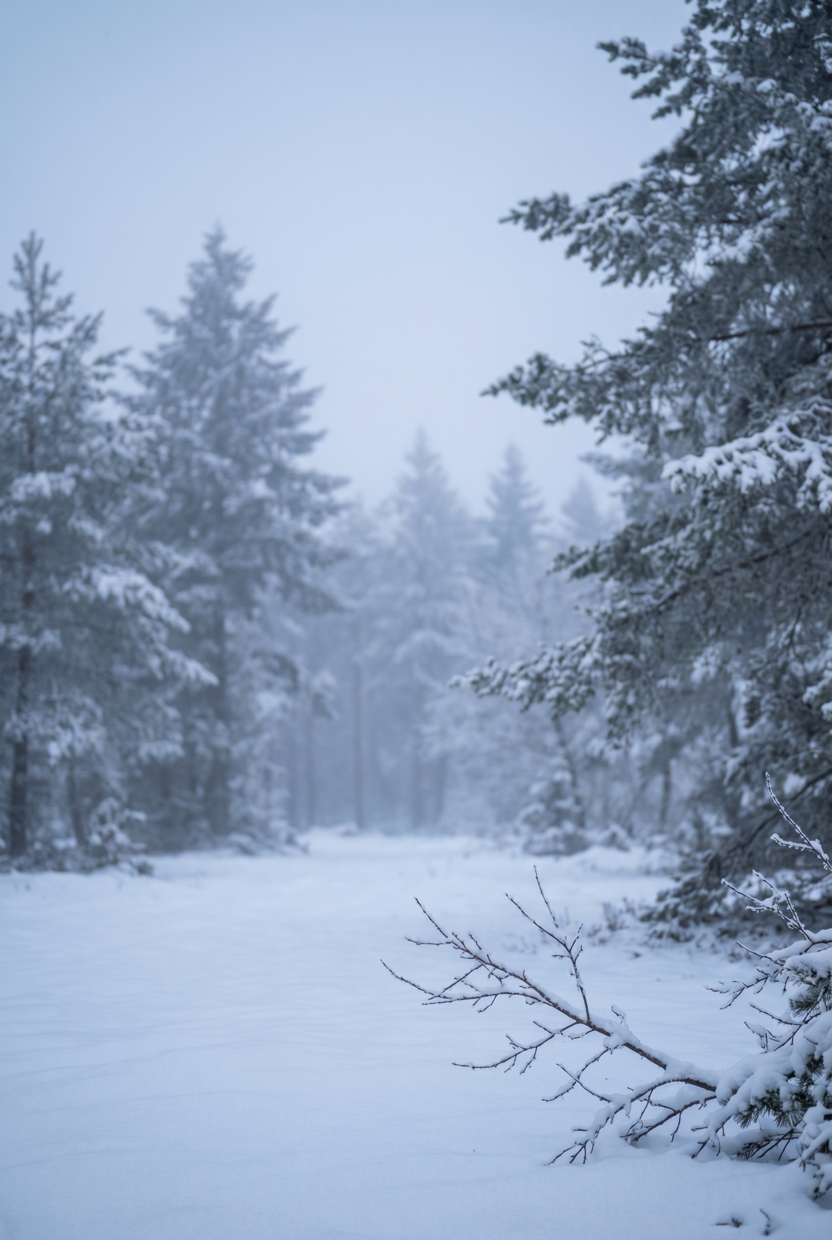 Correction d’exposition : comment l’utiliser et être créatif 13 Paysage de forêt sous la neige par temps brumeux, illustrant la nécessité d'une correction d'exposition pour garder la neige blanche.