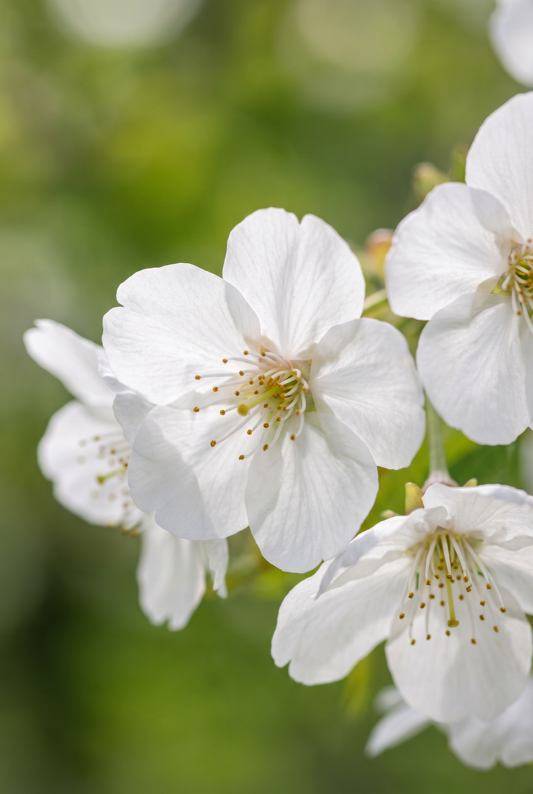 Correction d’exposition : comment l’utiliser et être créatif 25 Macro de fleurs de cerisier blanches parfaitement exposées grâce à la correction d'exposition.