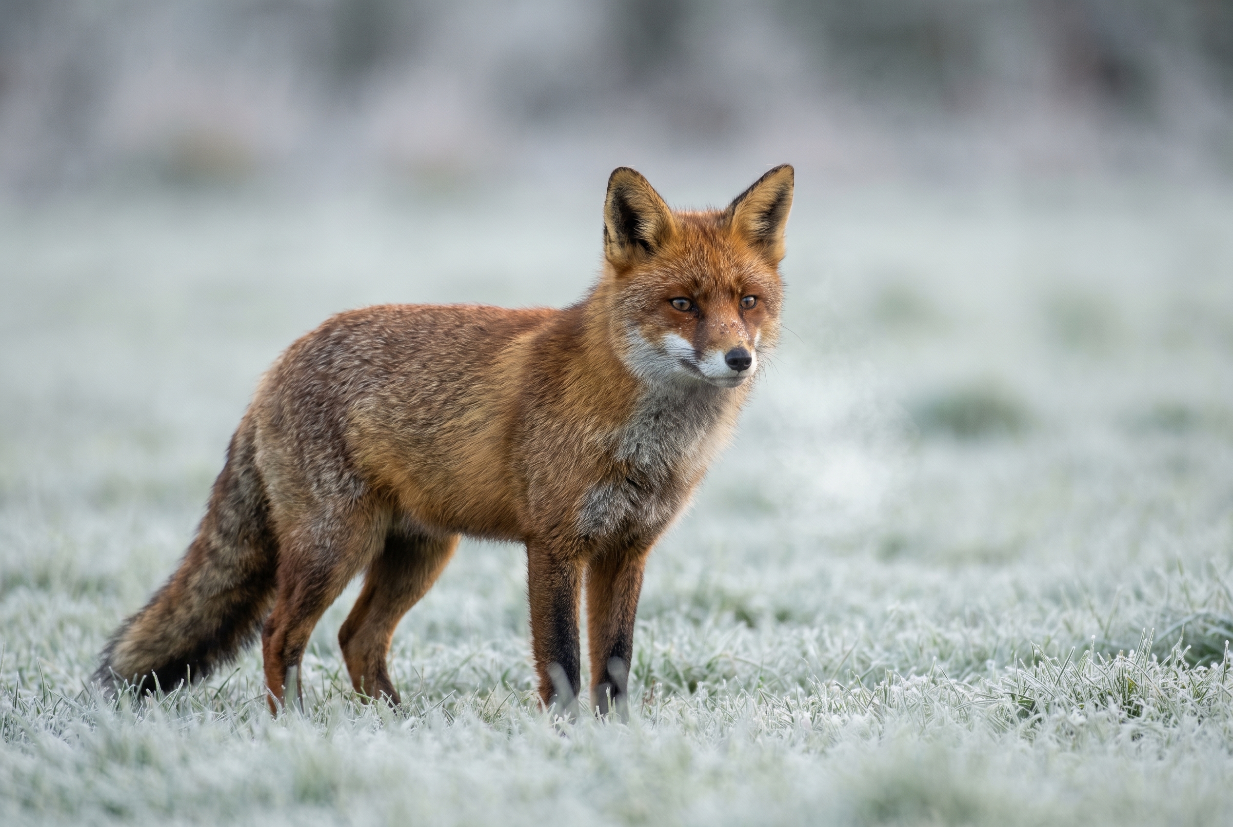 Avis Digit-Photo : piqué exceptionnel d'un objectif 600mm f/4 sur un renard roux, illustrant la qualité du matériel photo pro.