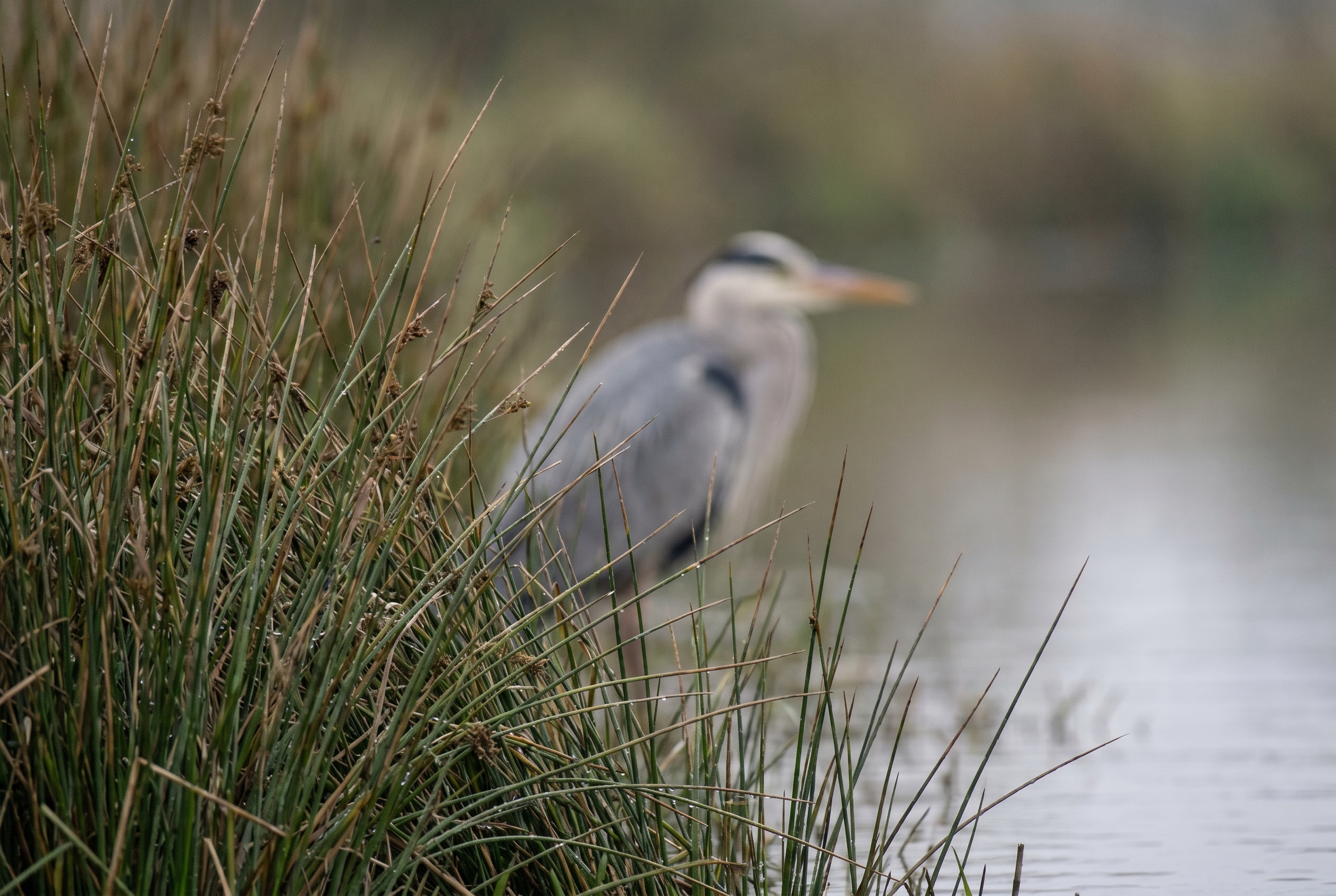 Exemple d'erreur de mise au point photo : un héron cendré flou derrière des roseaux nets au premier plan.