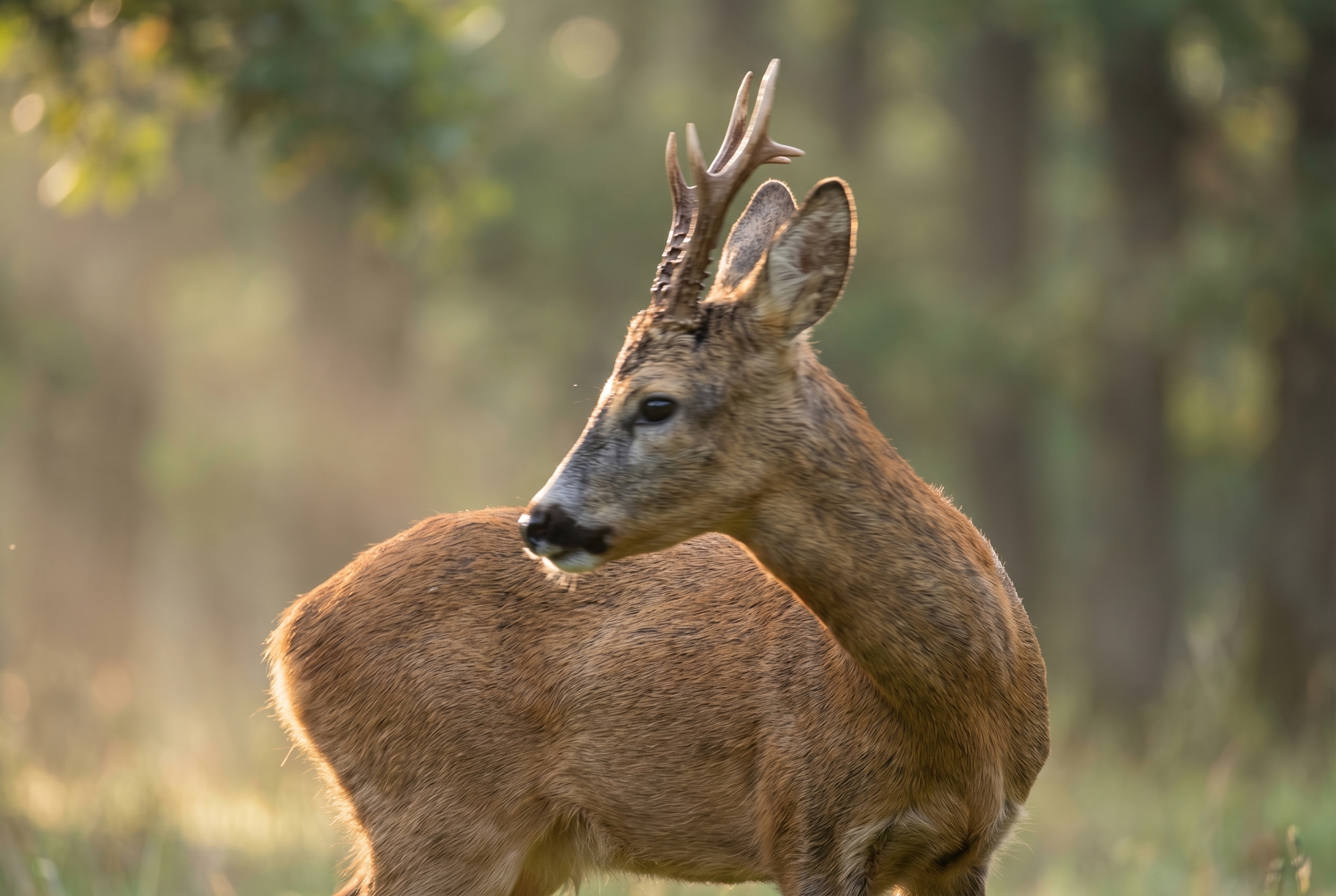 Chevreuil dans une forêt brumeuse montrant un flou de mouvement sur la tête dû à une vitesse d'obturation réglée sur 1/200s.