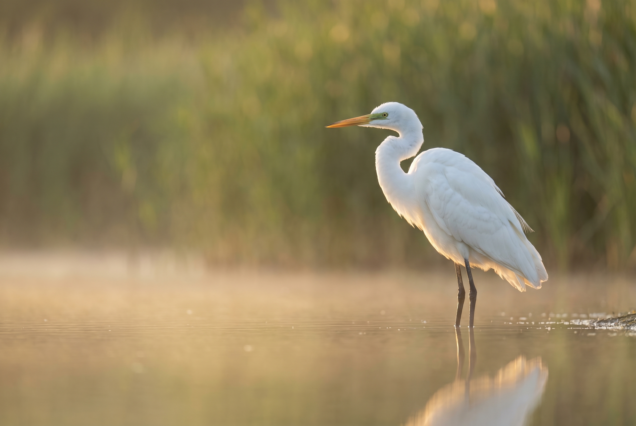 Le bokeh photo : le secret des flous artistiques 23 Grande aigrette à l'aube illustrant un bokeh parfait avec un fond flou soyeux et doré pour isoler le sujet.