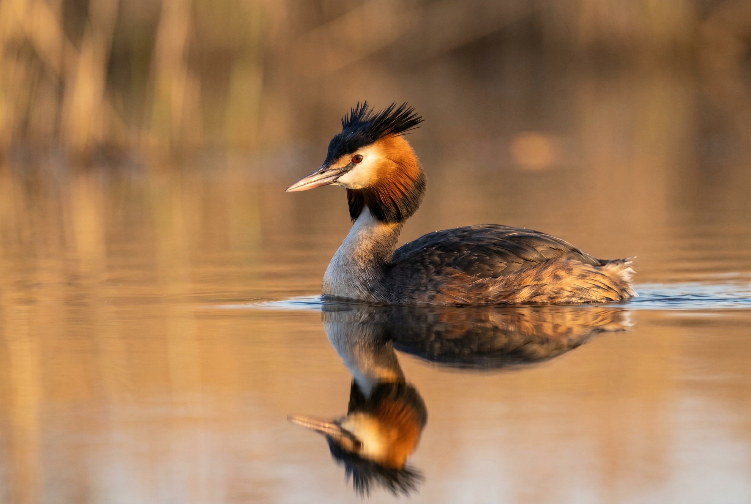 Photographie animalière d'un grèbe huppé sur un lac au coucher du soleil, illustration pour le duel Lightroom vs Lightroom Classic.