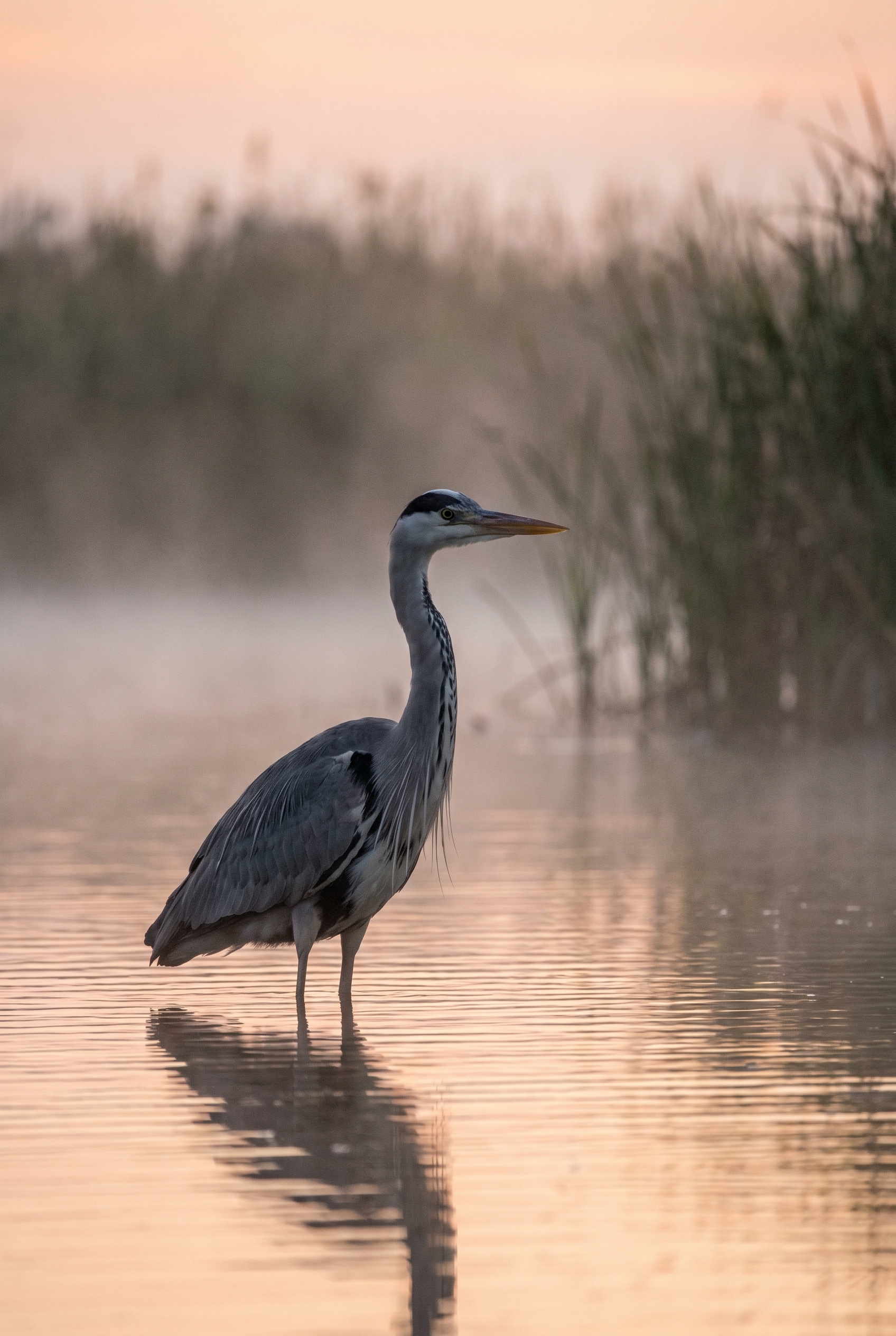 Héron cendré à l'aube dans un marais, illustrant les capacités d'un appareil photo animalière en basse lumière.