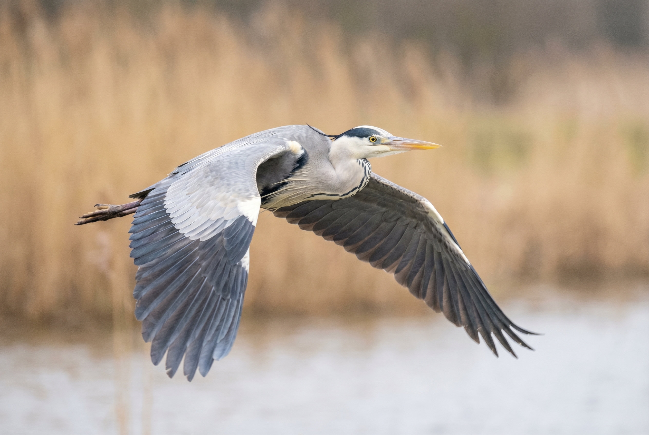 Héron cendré en plein vol au-dessus de roseaux dorés, illustrant la précision du matériel photo animalière conseillé pour débuter.