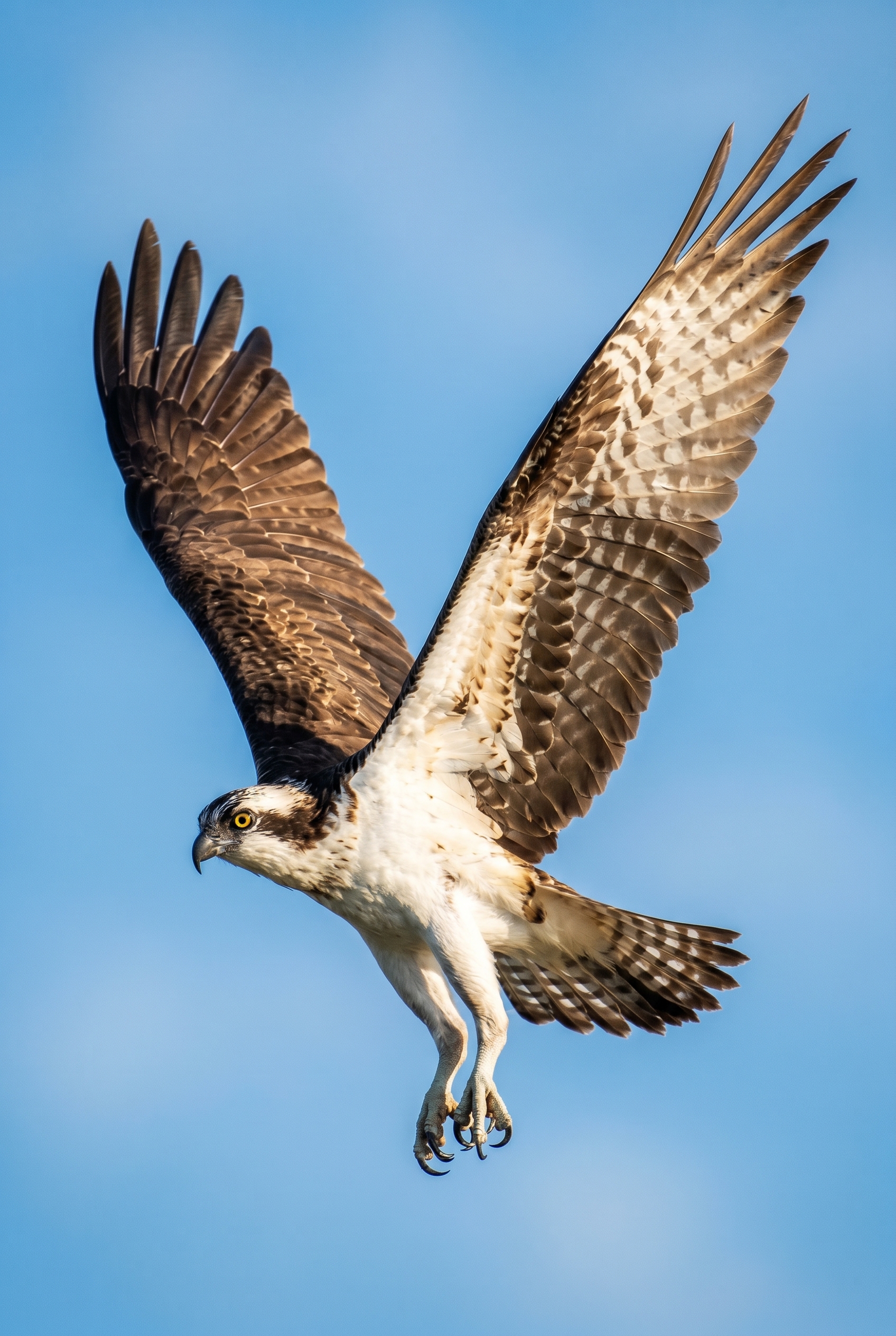 Lightroom vs Capture One : le comparatif simple pour ne plus se tromper de logiciel 24 Comparaison entre Lightroom et Capture One sur une photo de balbuzard pêcheur en plein vol montrant les détails précis du plumage.