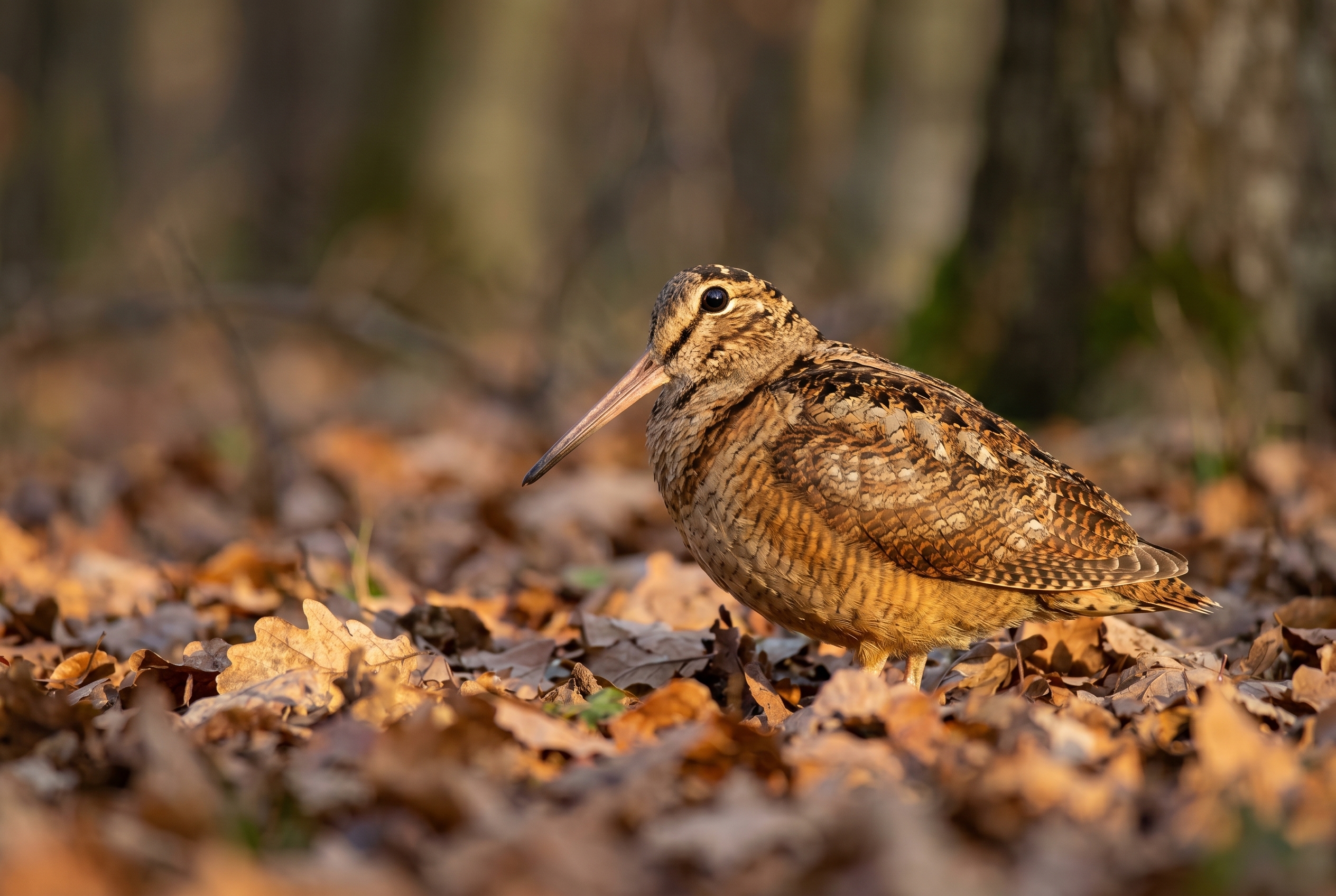 Lightroom vs Capture One : le comparatif simple pour ne plus se tromper de logiciel 20 Photographie d'une bécasse des bois camouflée dans les feuilles d'automne pour comparer le rendu des détails entre Lightroom et Capture One.