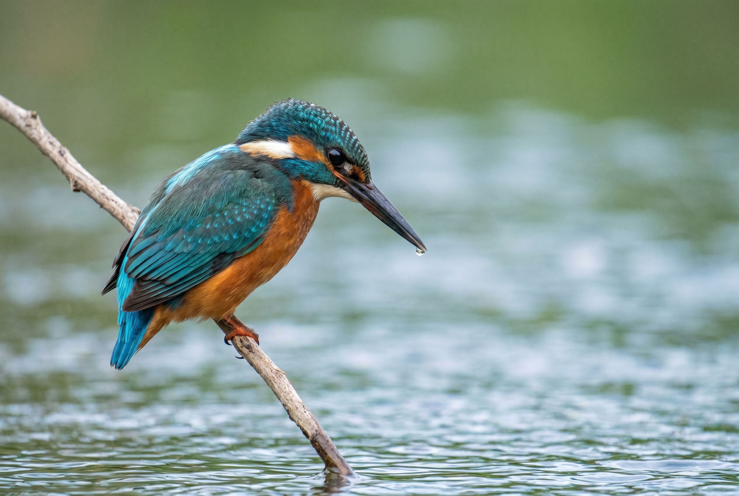 Photographie d'un martin-pêcheur à l'affût sur une branche, illustrant le choix entre Lightroom et Lightroom Classic pour le post-traitement.