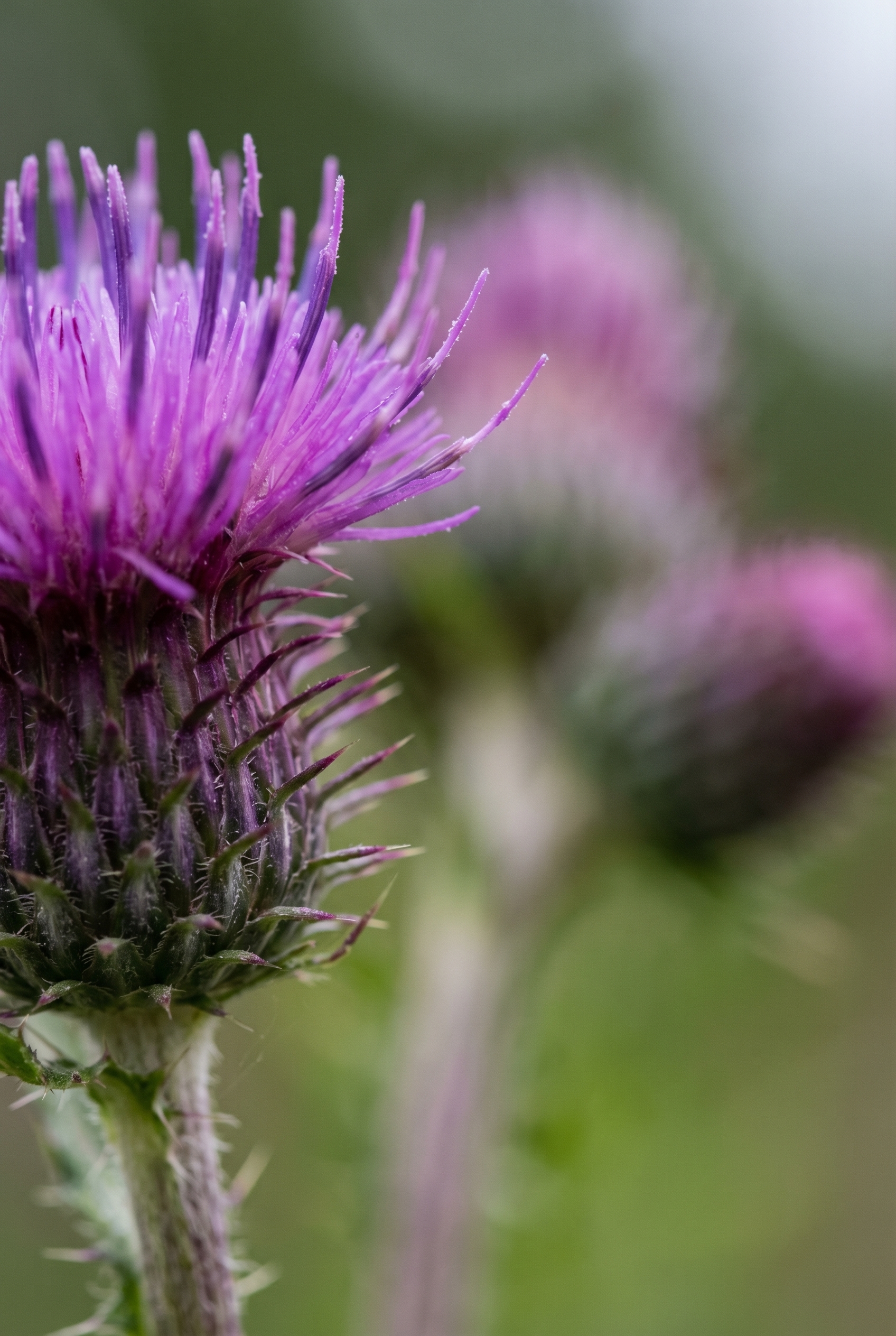 Réussir le bracketing photo : le guide complet 17 Gros plan macro d'un chardon violet montrant une zone de netteté limitée pour illustrer l'intérêt du bracketing photo.