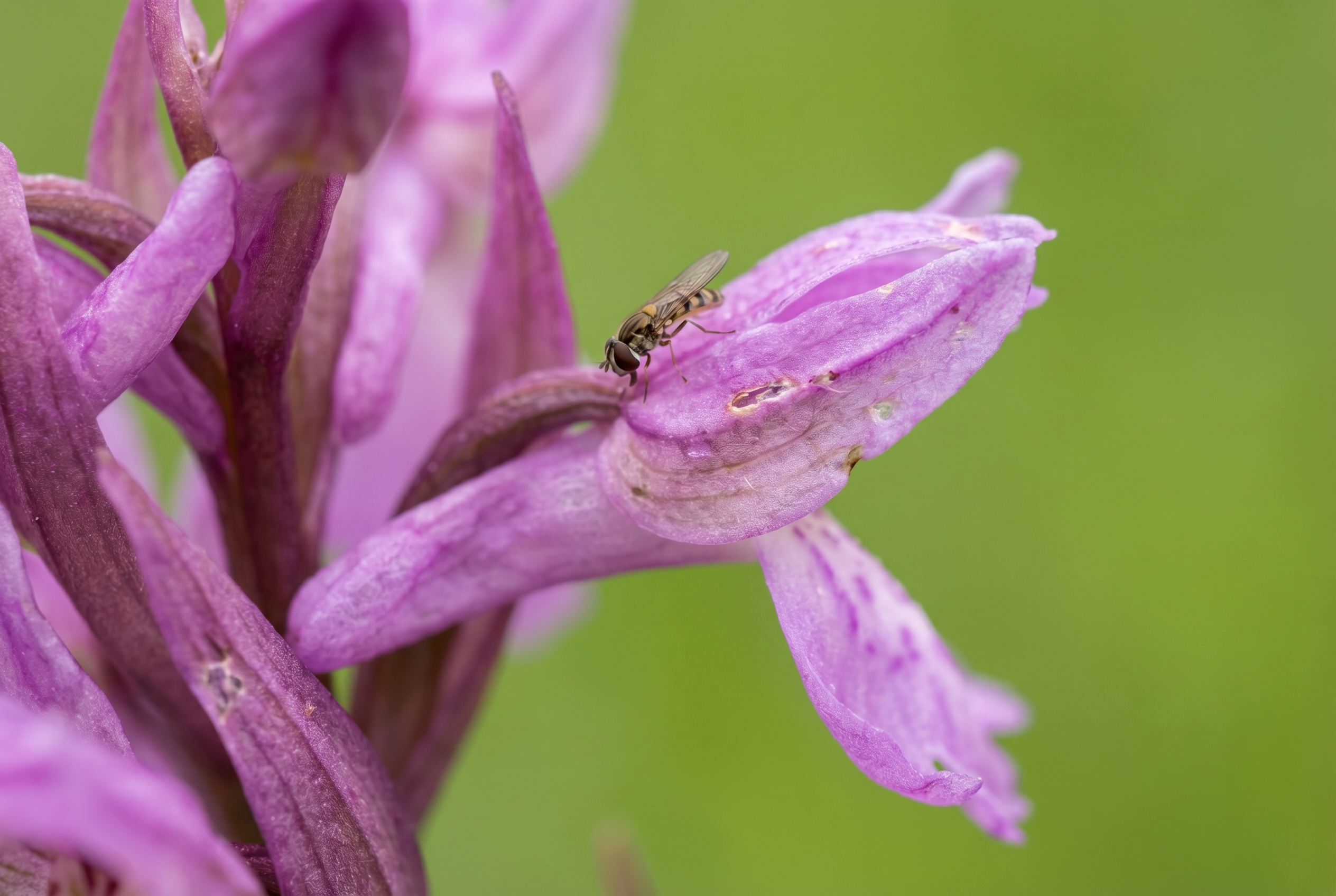 Le bokeh photo : le secret des flous artistiques 20 Gros plan macro d'une orchidée sauvage avec un syrphe mettant en avant un bokeh crémeux et un arrière-plan flou.