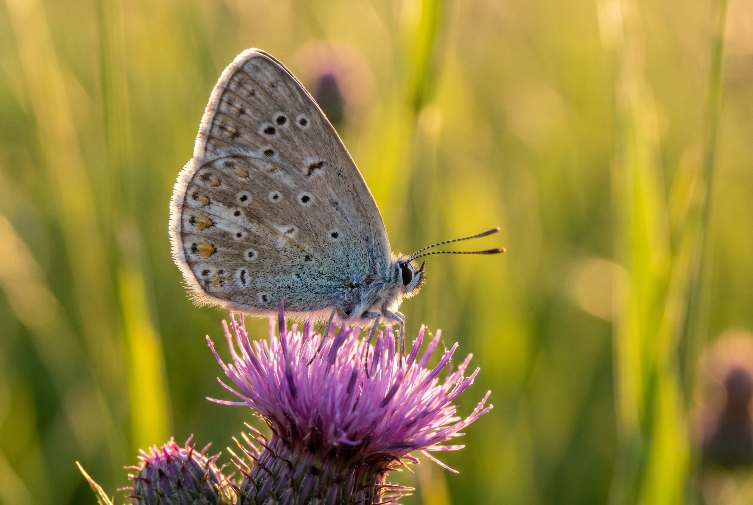 Gros plan détaillé d'un papillon Argus bleu sur un chardon violet, illustrant la précision d'une bonnette macro.