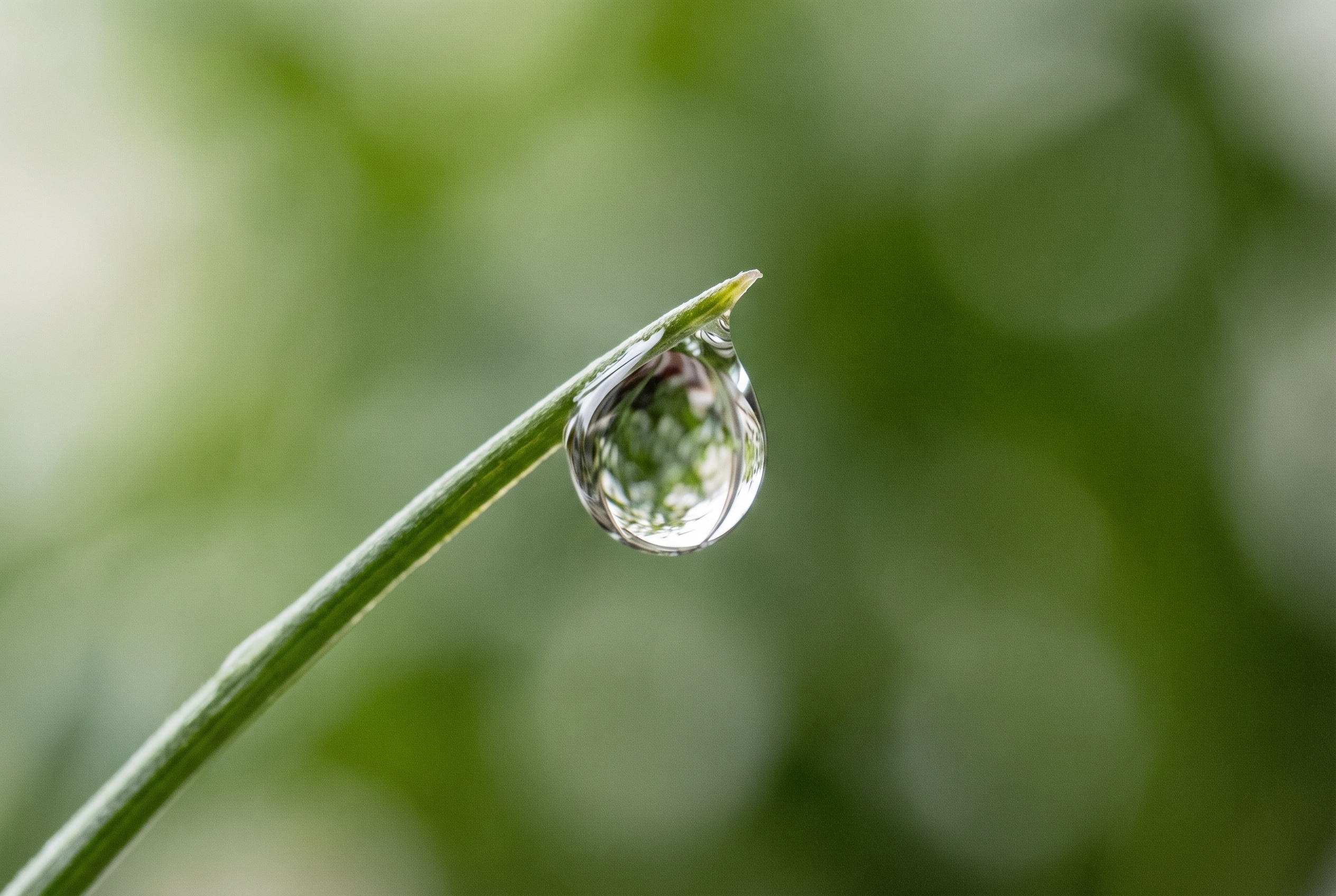 Gros plan macro d'une goutte d'eau transparente et nette sur une tige verte, illustrant la technique pour photographier une goutte d'eau.
